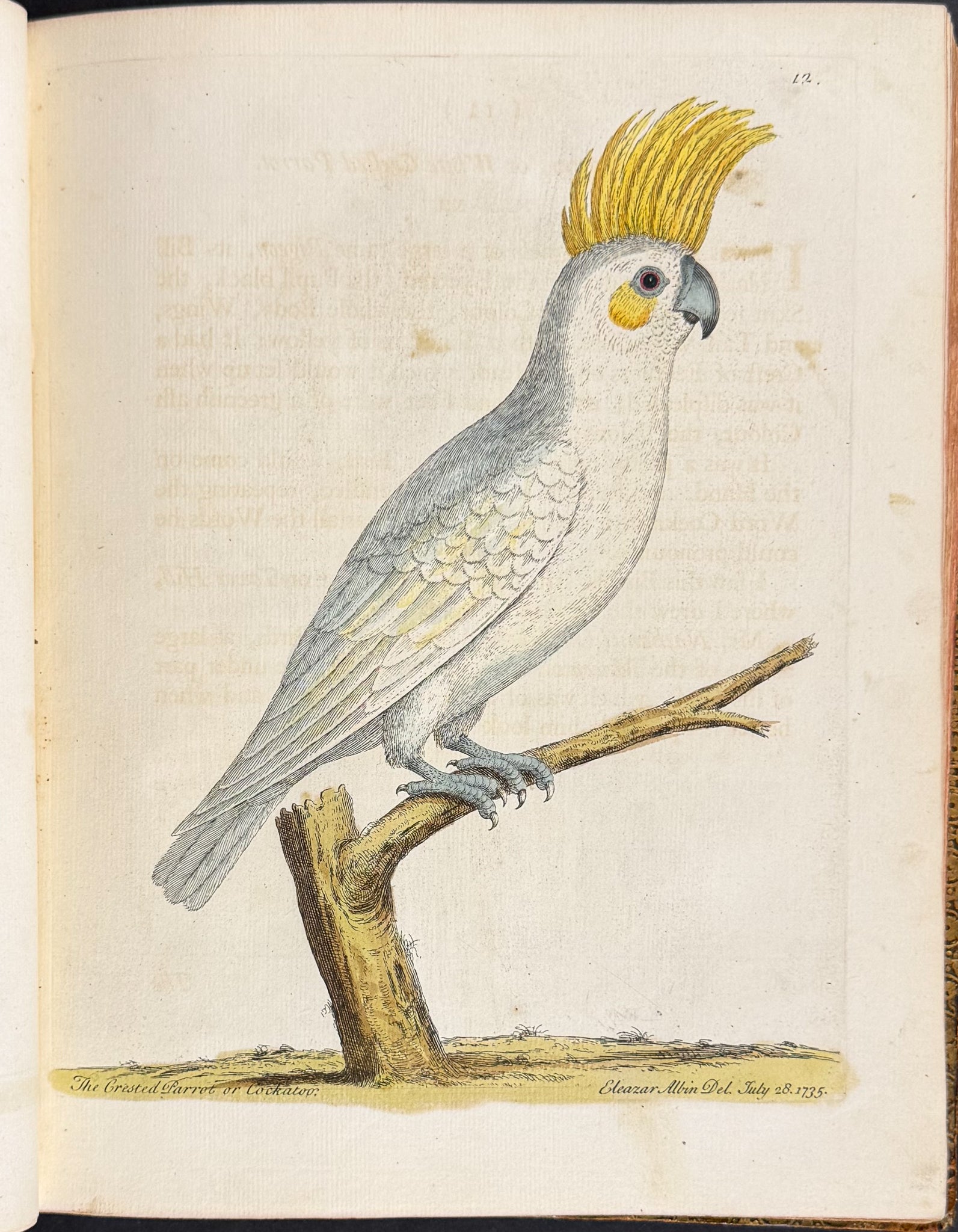Natural History of Birds