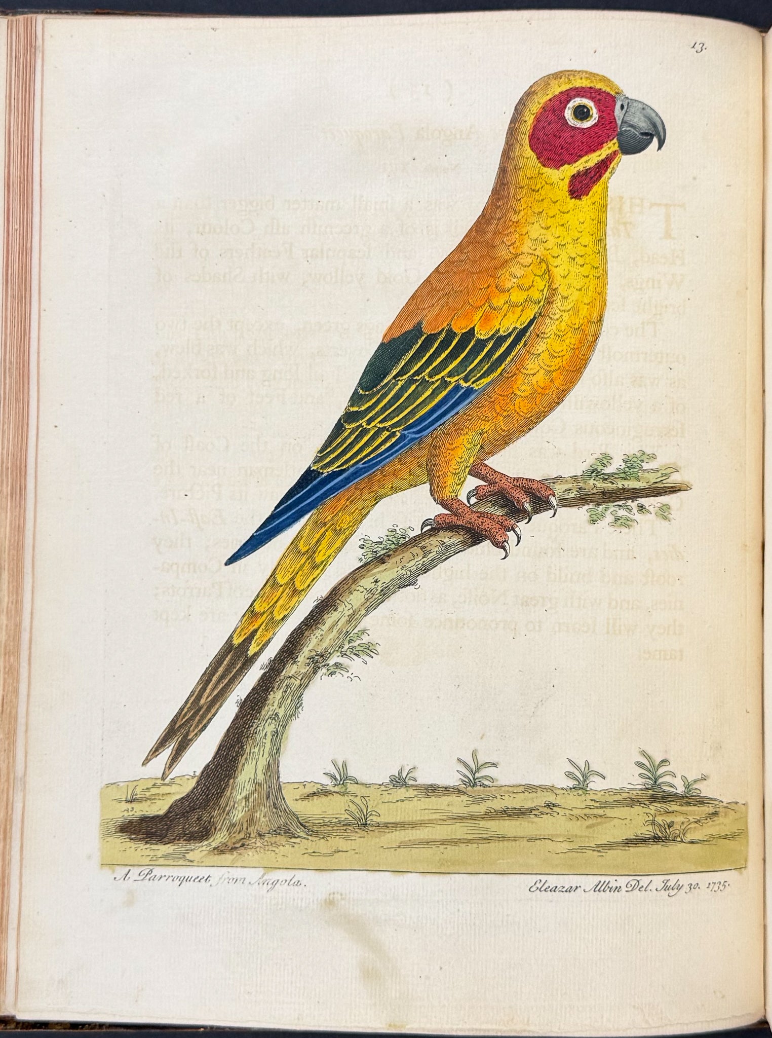 Natural History of Birds
