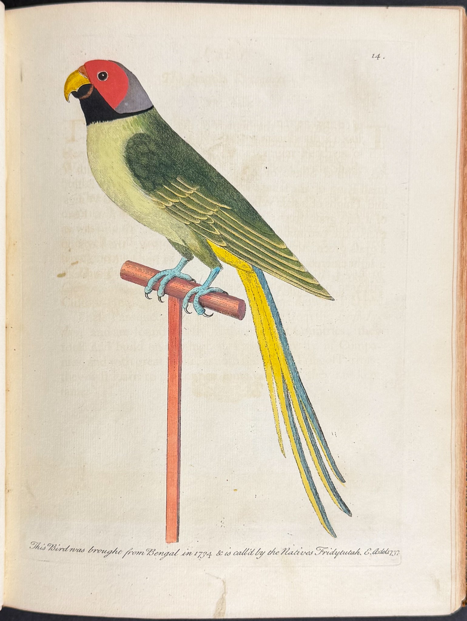 Natural History of Birds