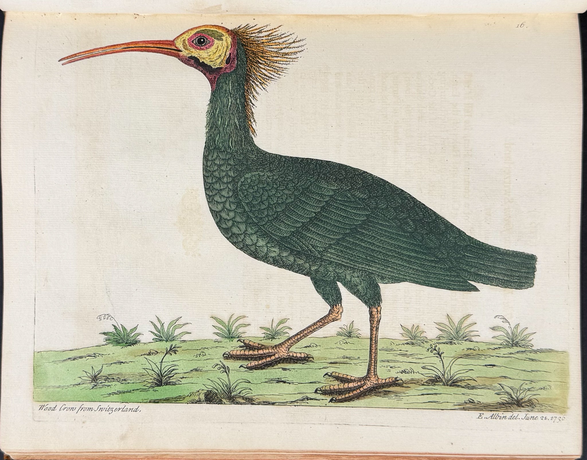 Natural History of Birds