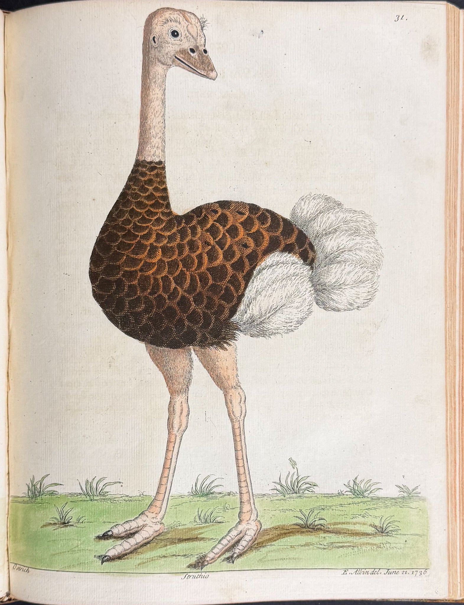 Natural History of Birds