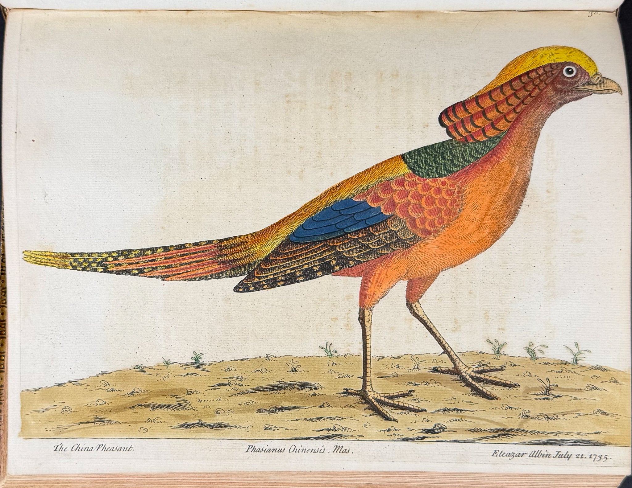 Natural History of Birds