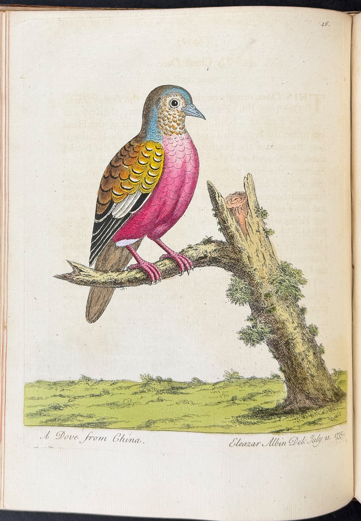 Natural History of Birds