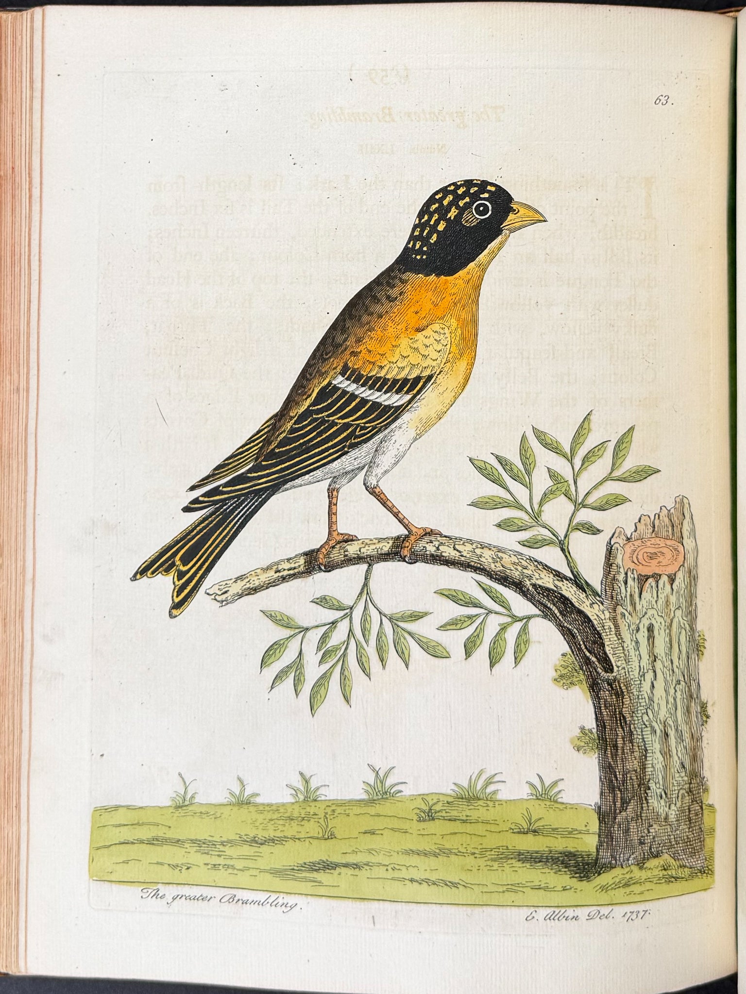 Natural History of Birds