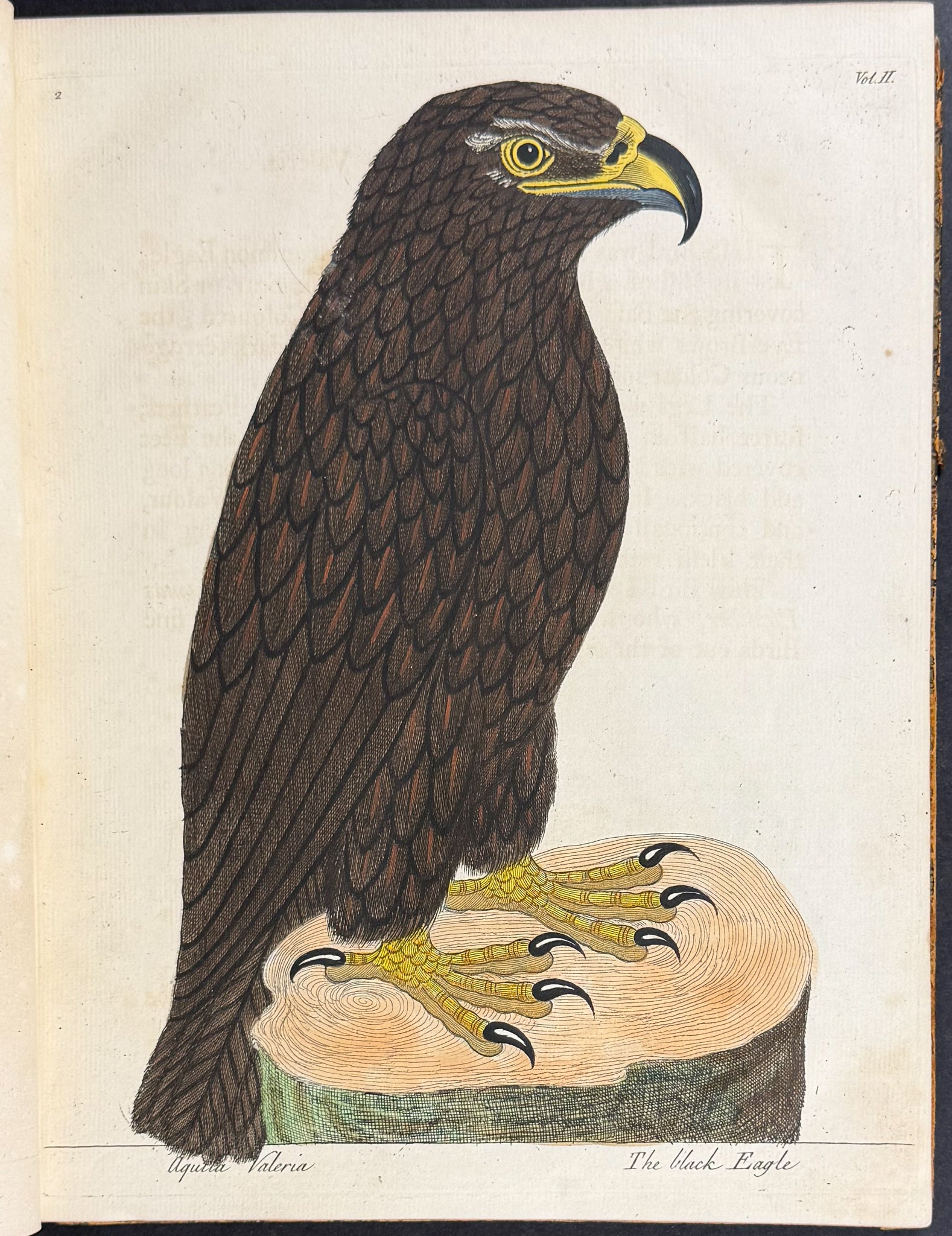 Natural History of Birds