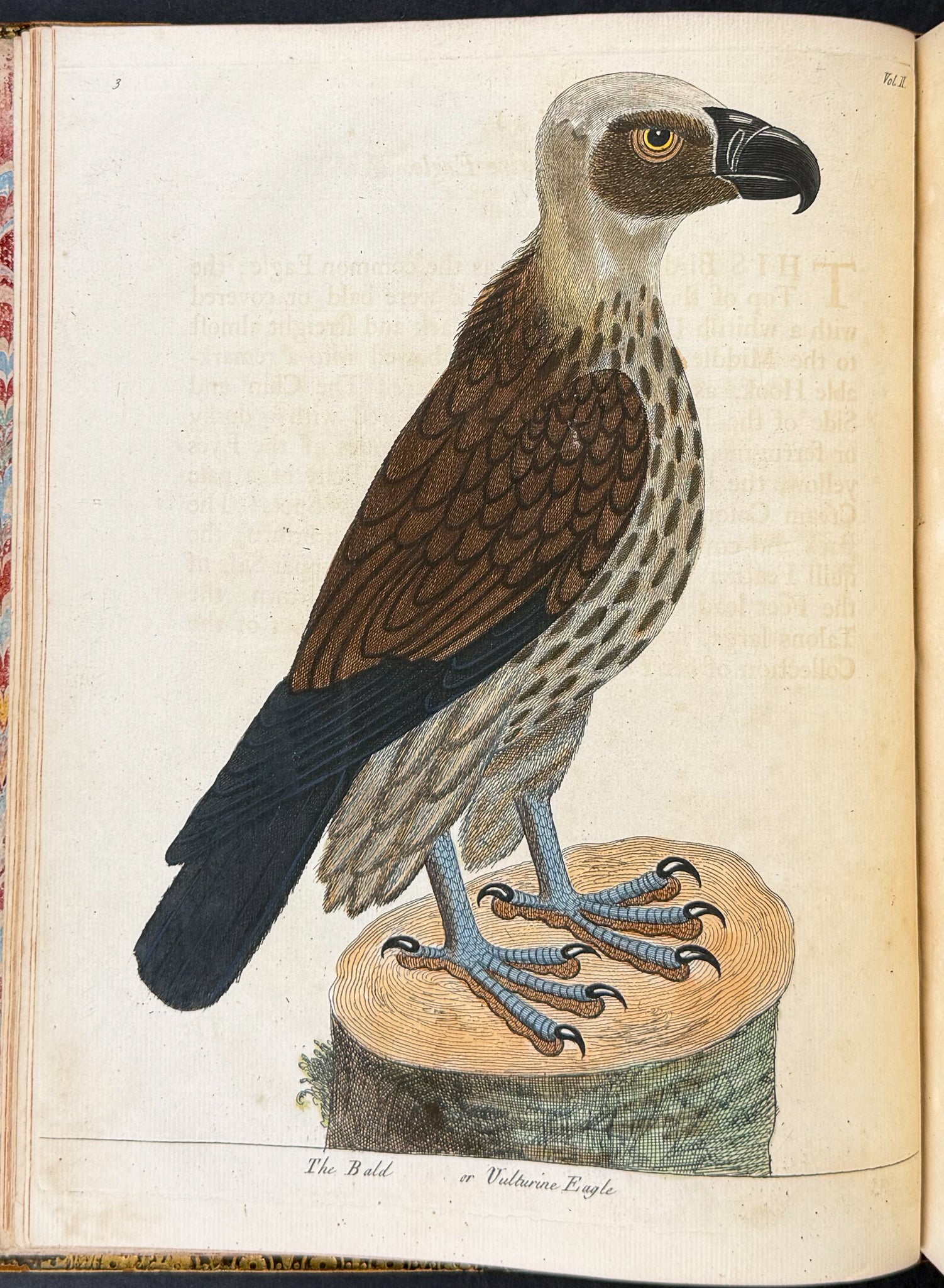 Natural History of Birds