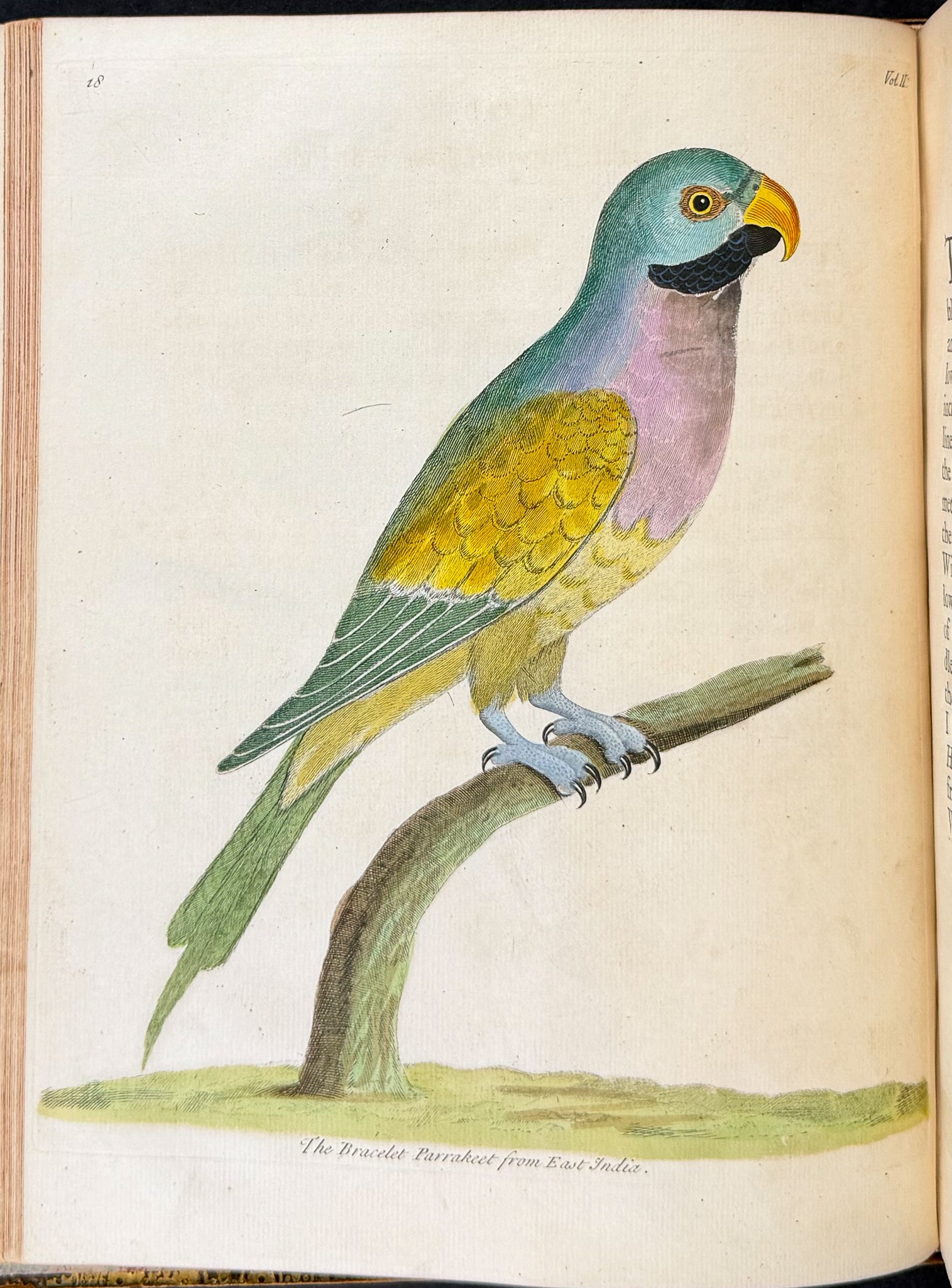 Natural History of Birds