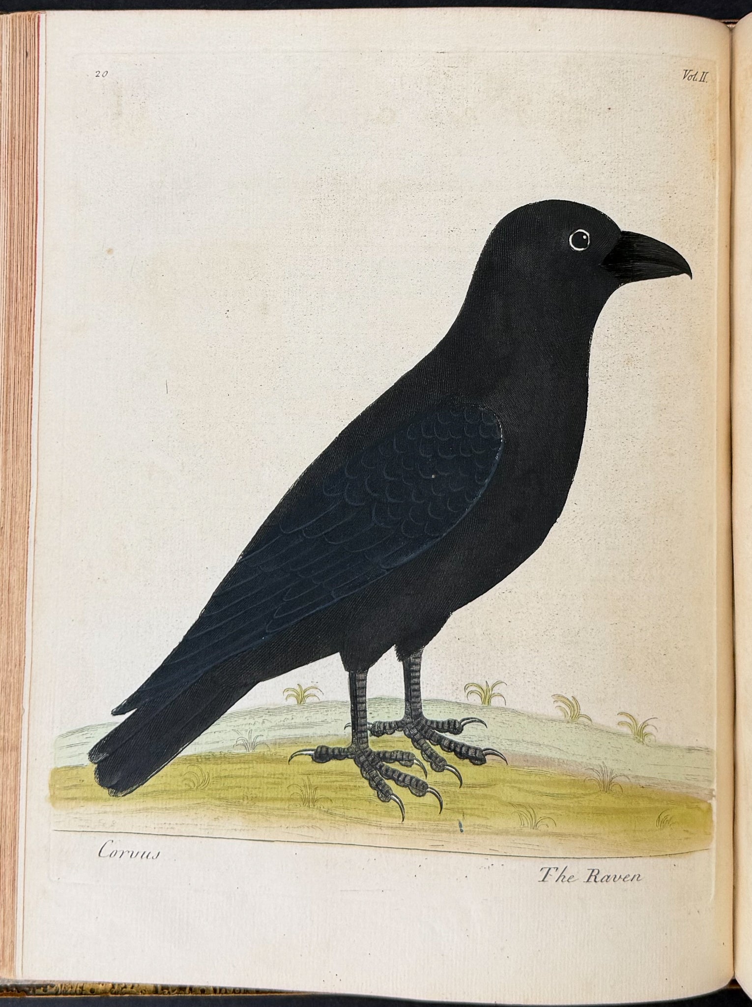 Natural History of Birds
