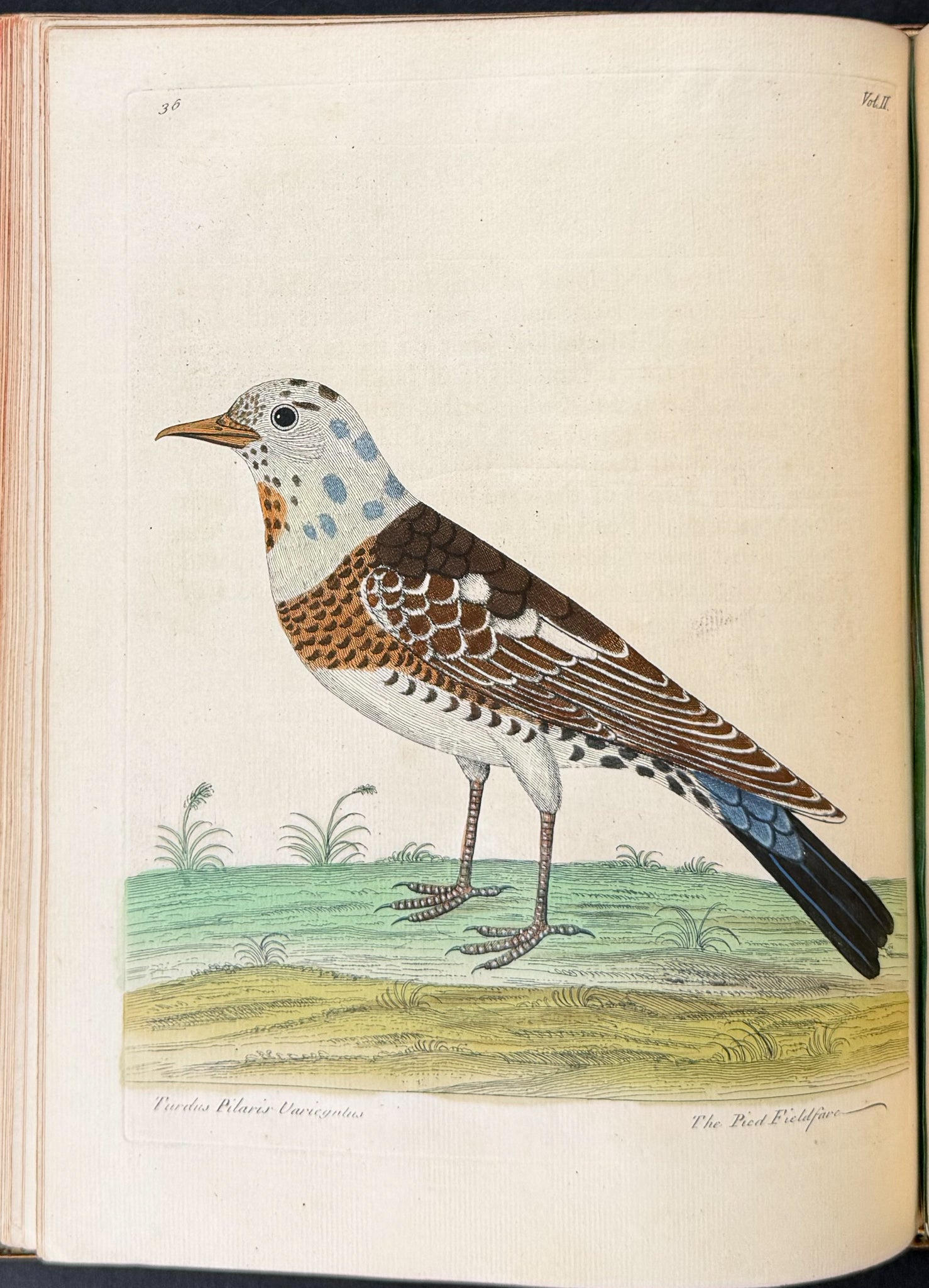 Natural History of Birds