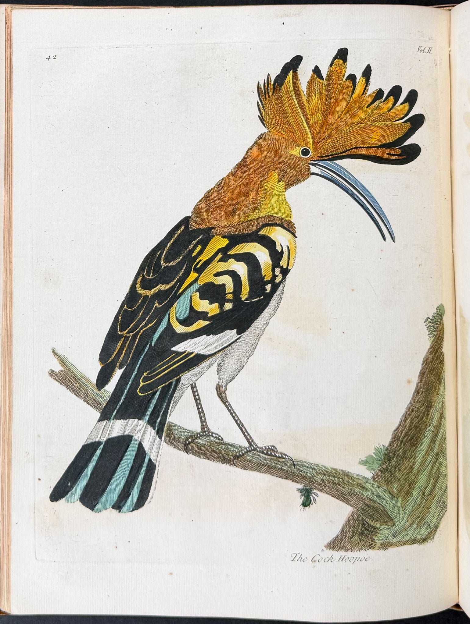 Natural History of Birds