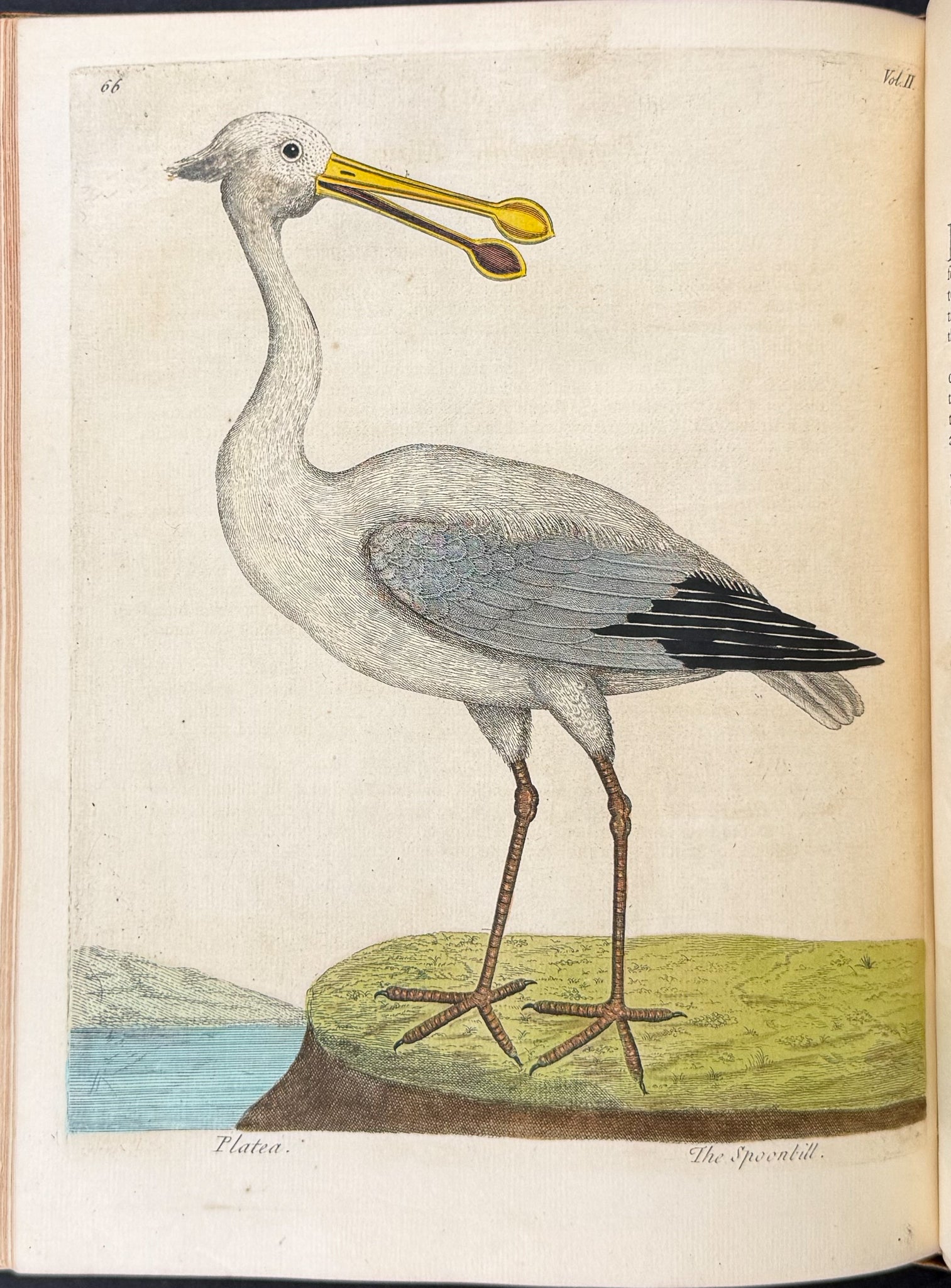 Natural History of Birds