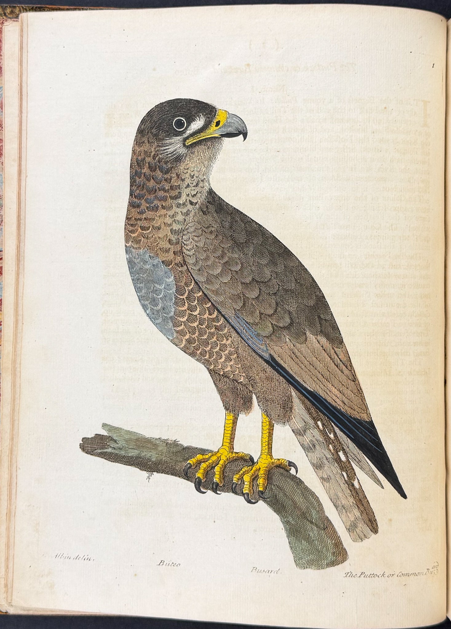 Natural History of Birds