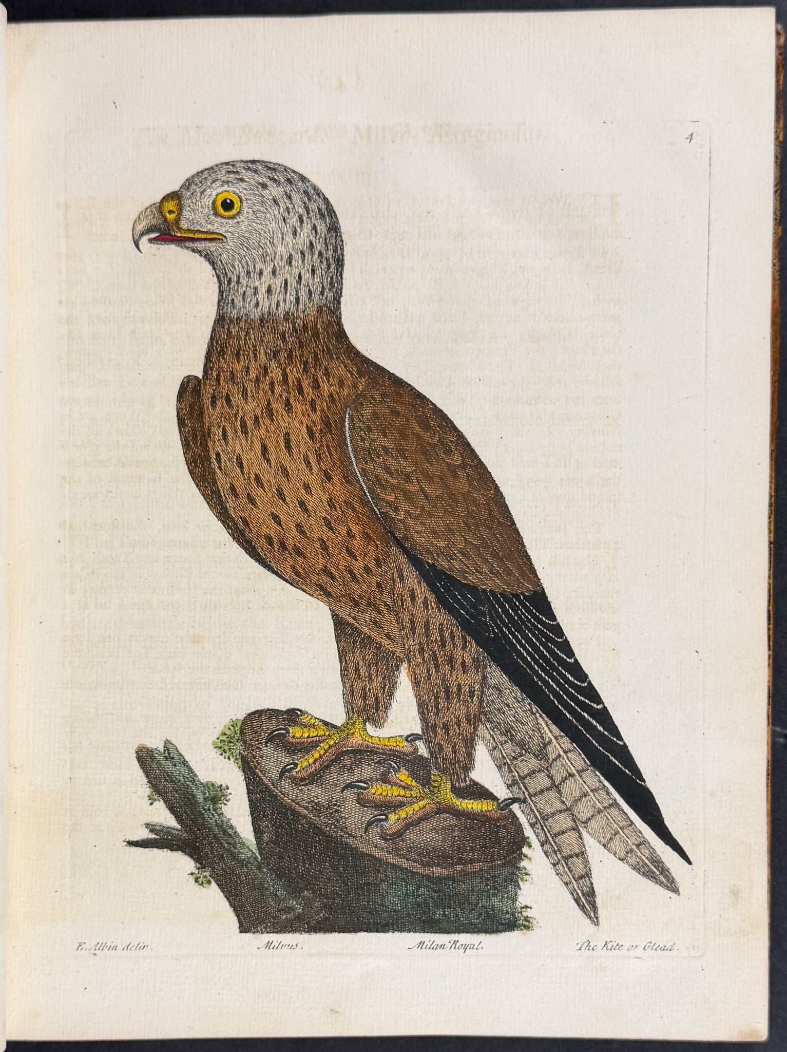 Natural History of Birds