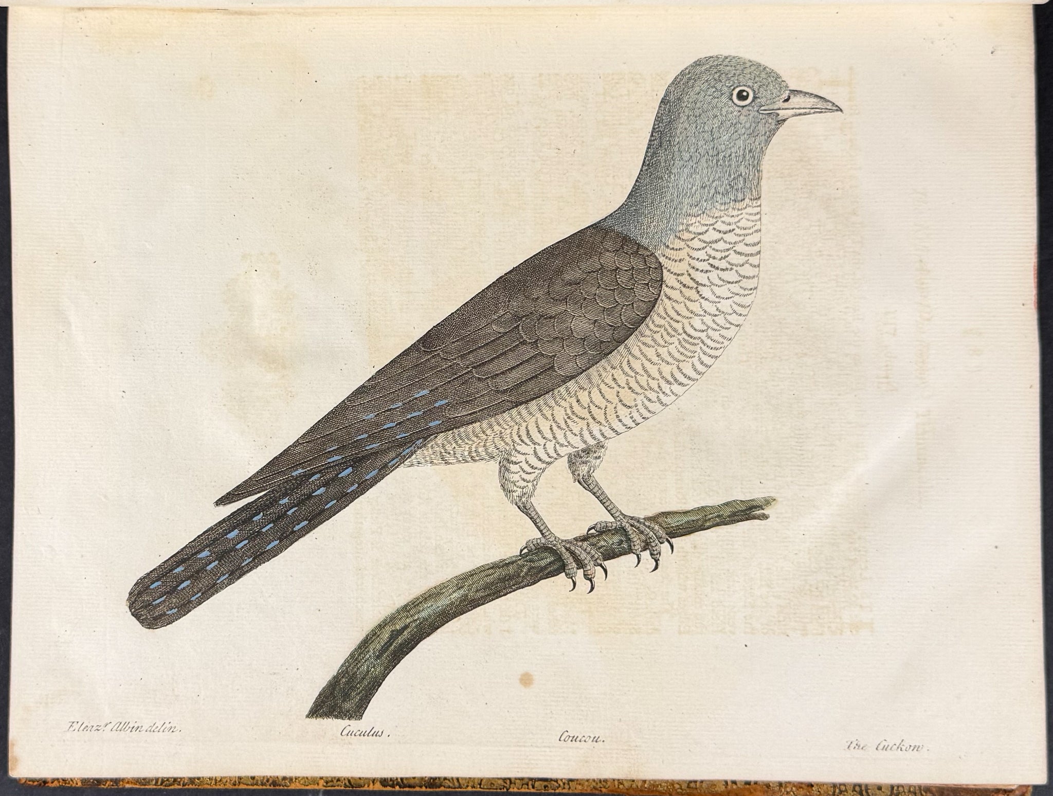Natural History of Birds