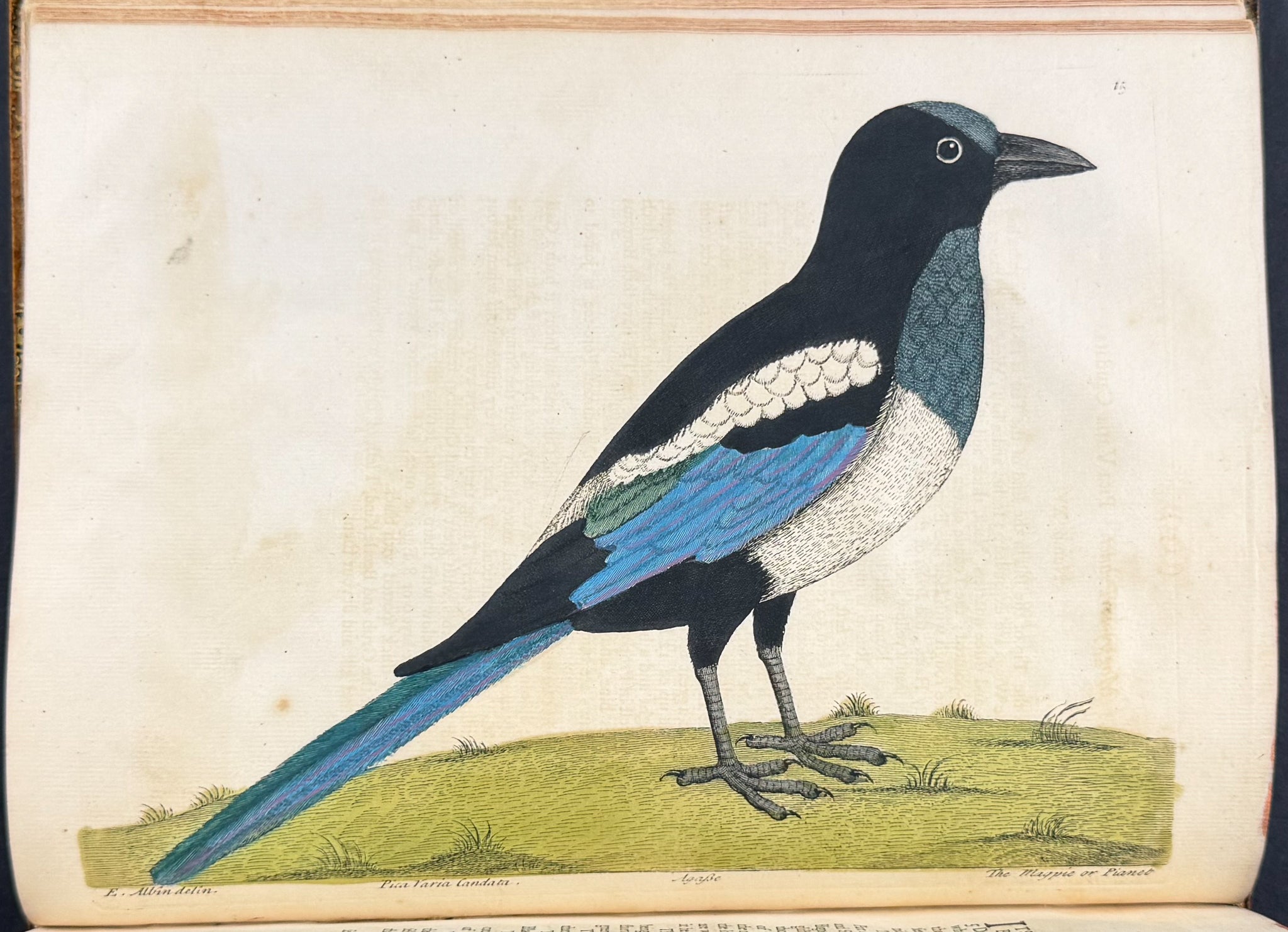 Natural History of Birds