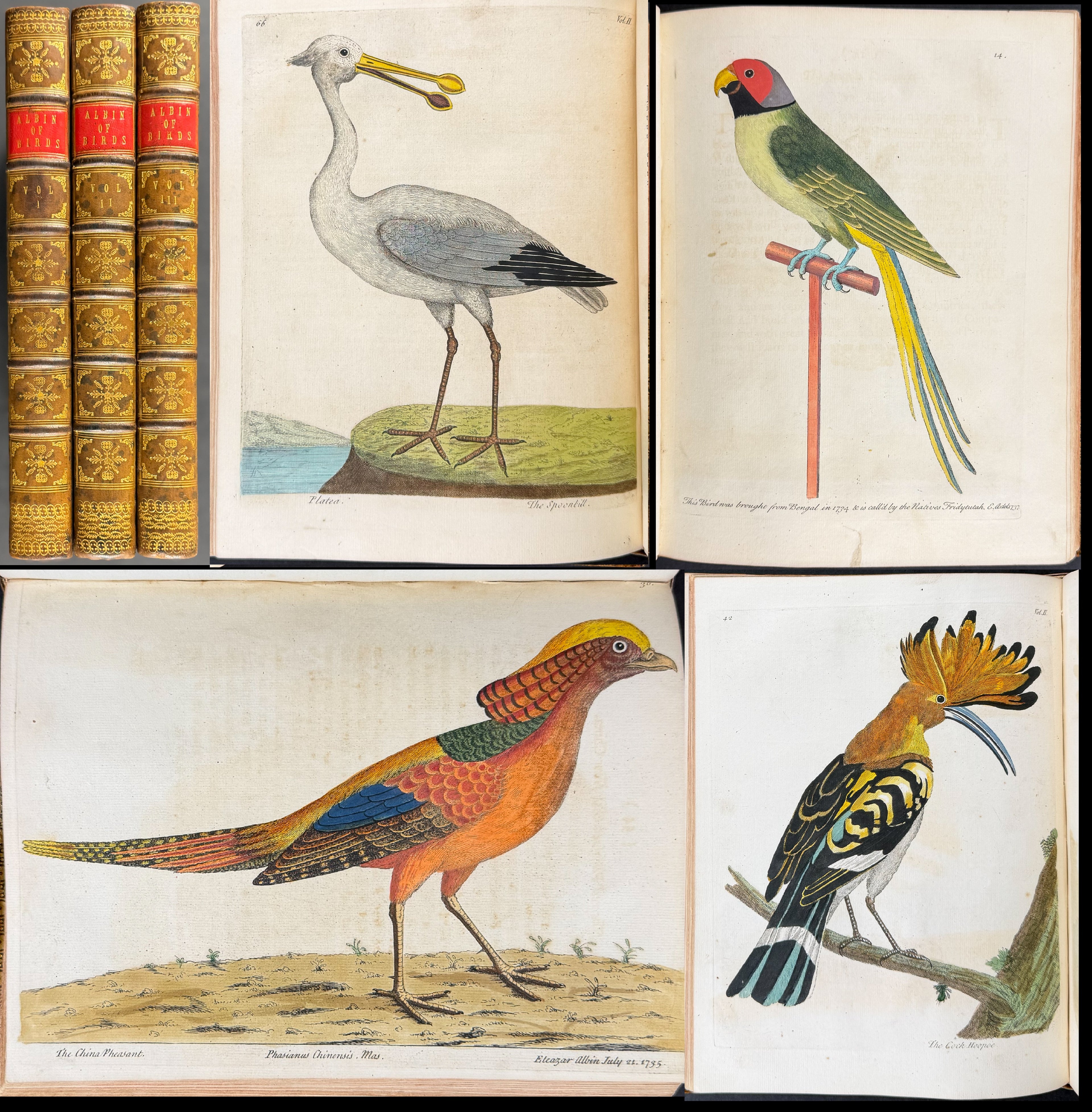 Albin's Natural History of Birds - Three Volumes with 306 Originally Hand-colored Engravings