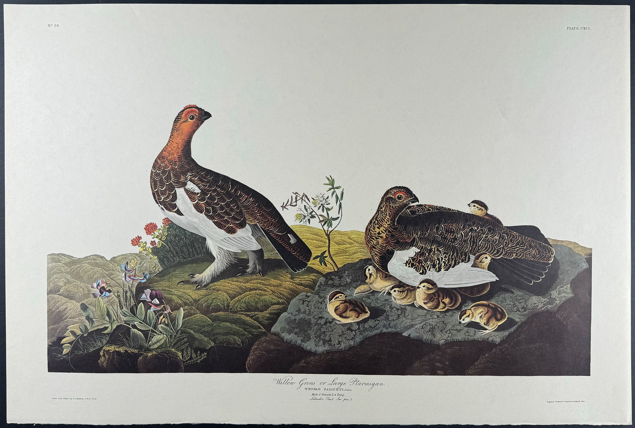 Willow Grous or Ptarmigan