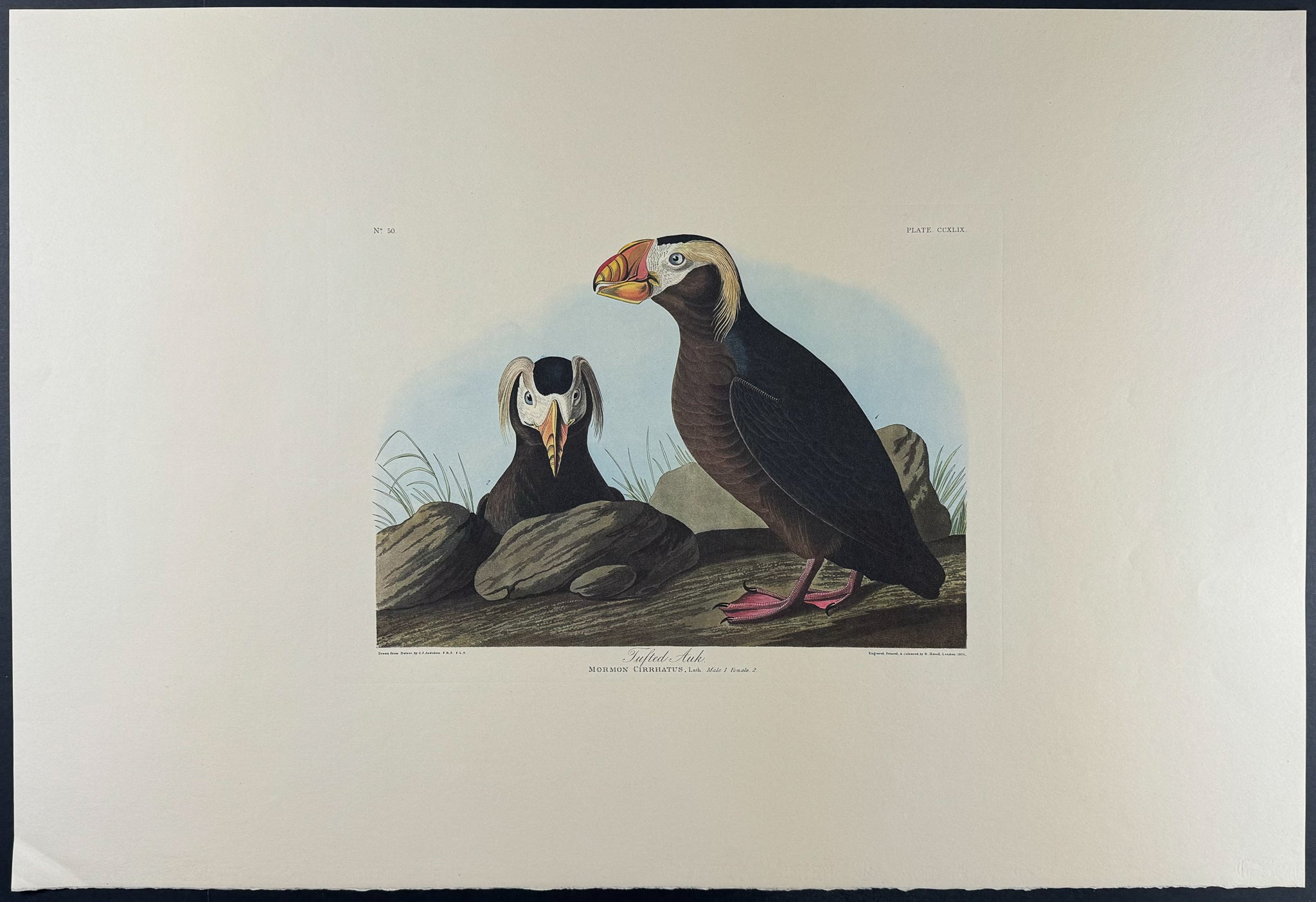 Tufted Auk