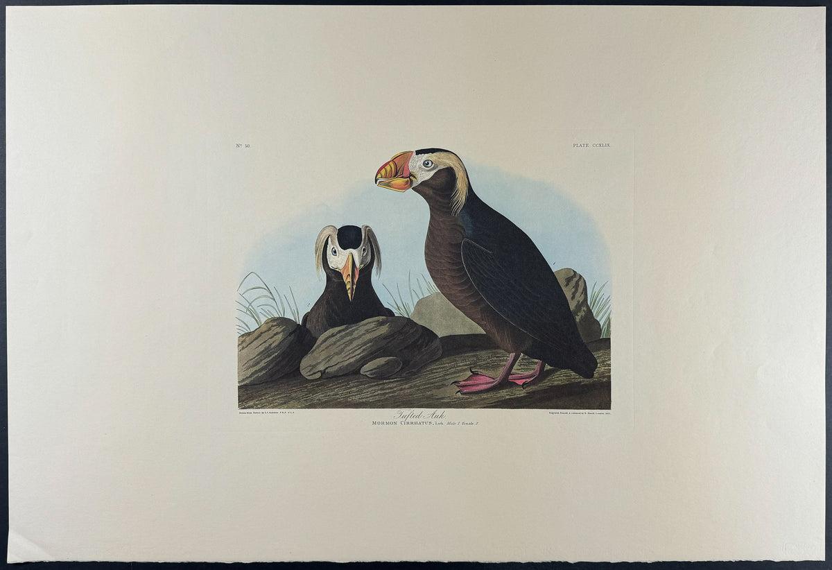 Tufted Auk
