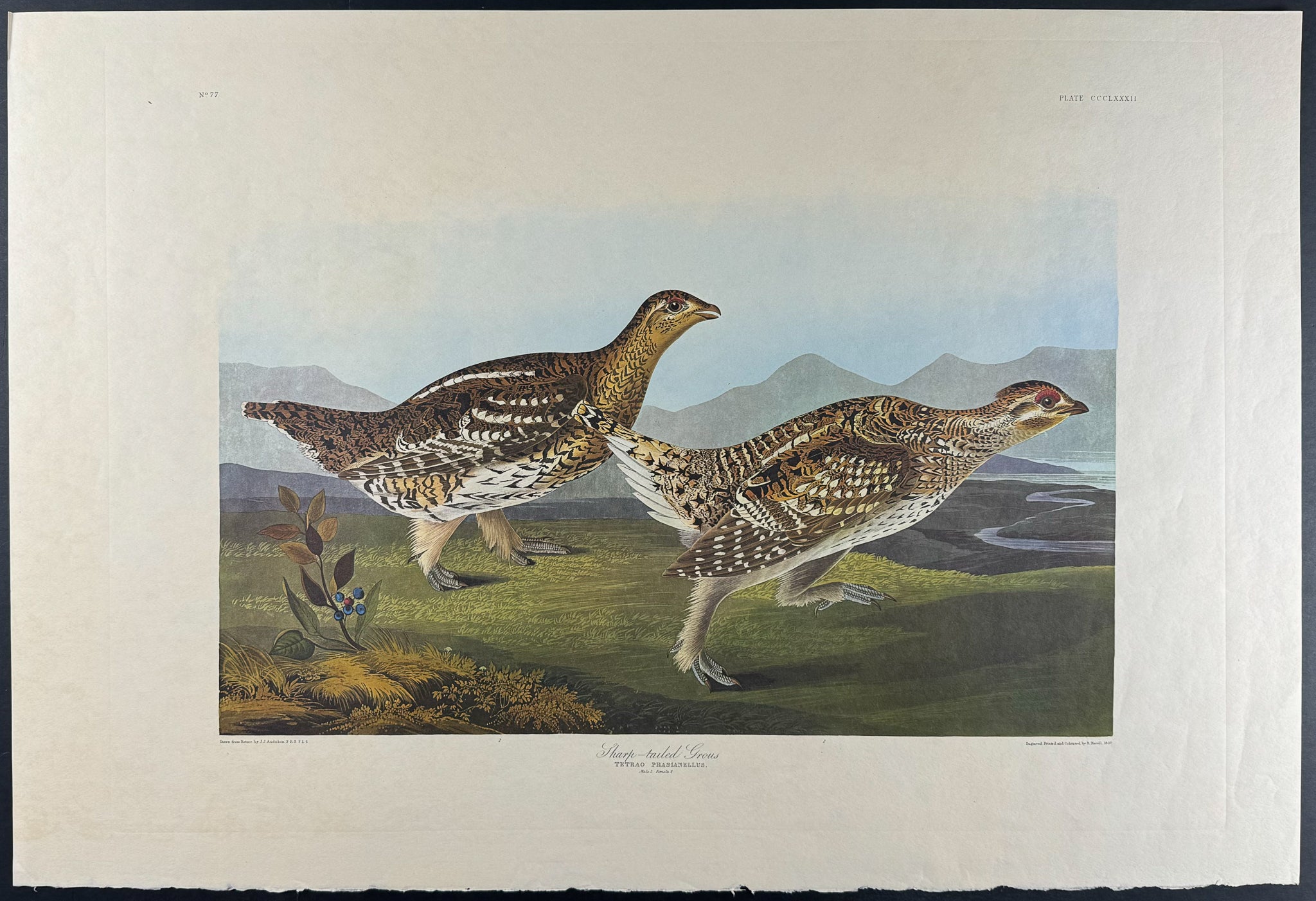 Sharp-tailed Grouse