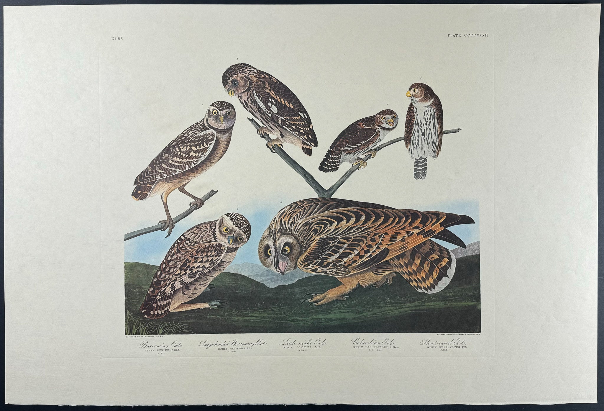 Burrowing & Columbian Owl