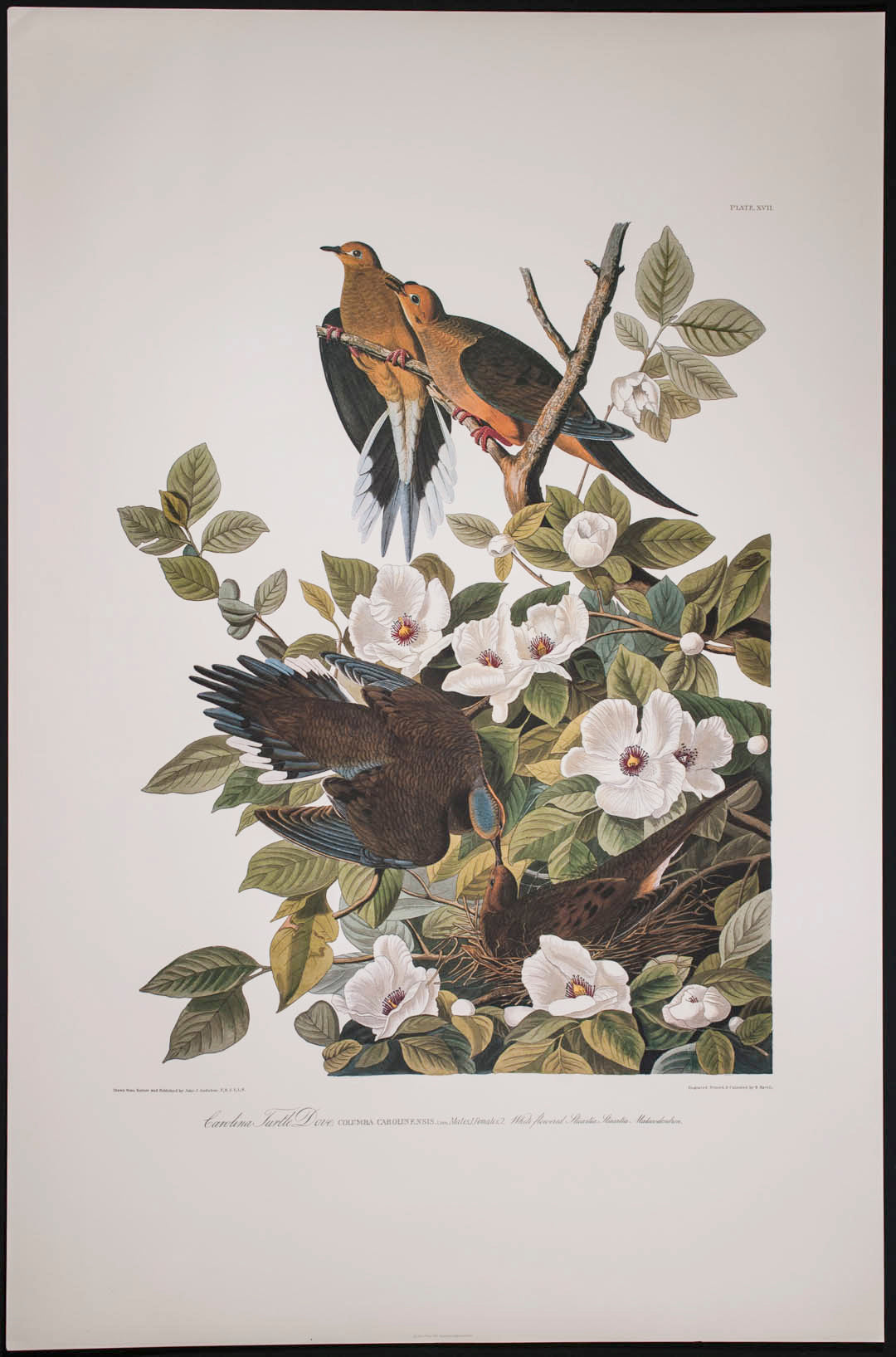 Carolina Turtle Dove