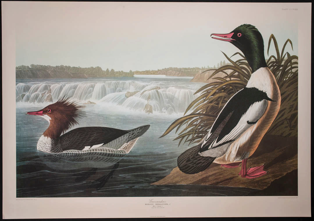 Goosander