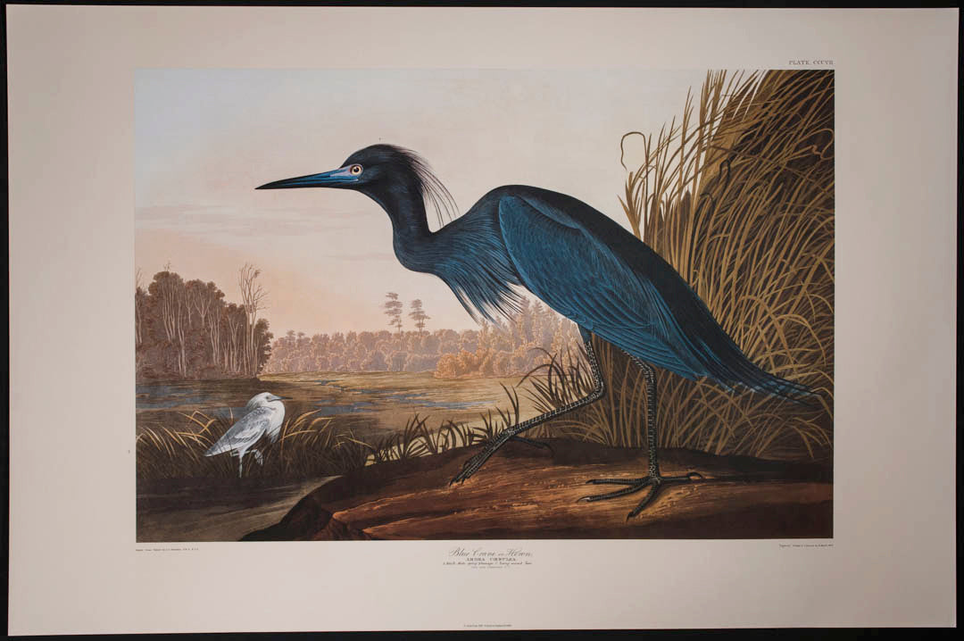 Blue Crane or Heron