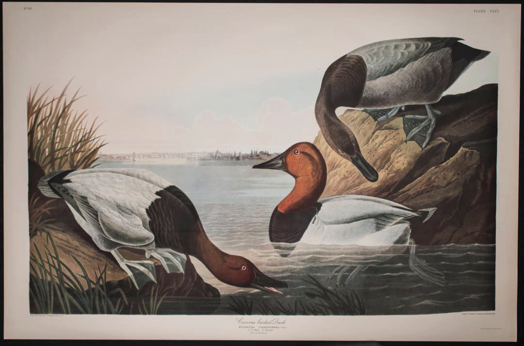 Canvas-Backed Duck
