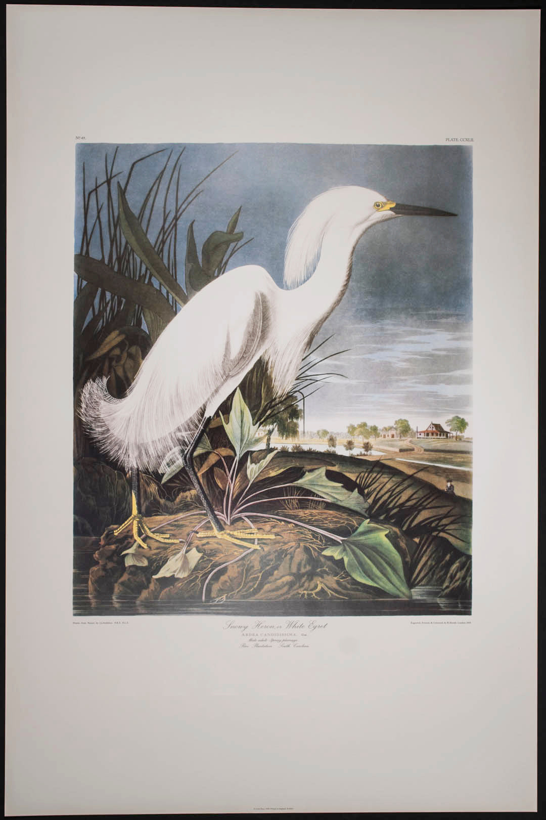 Snowy Heron or White Egret