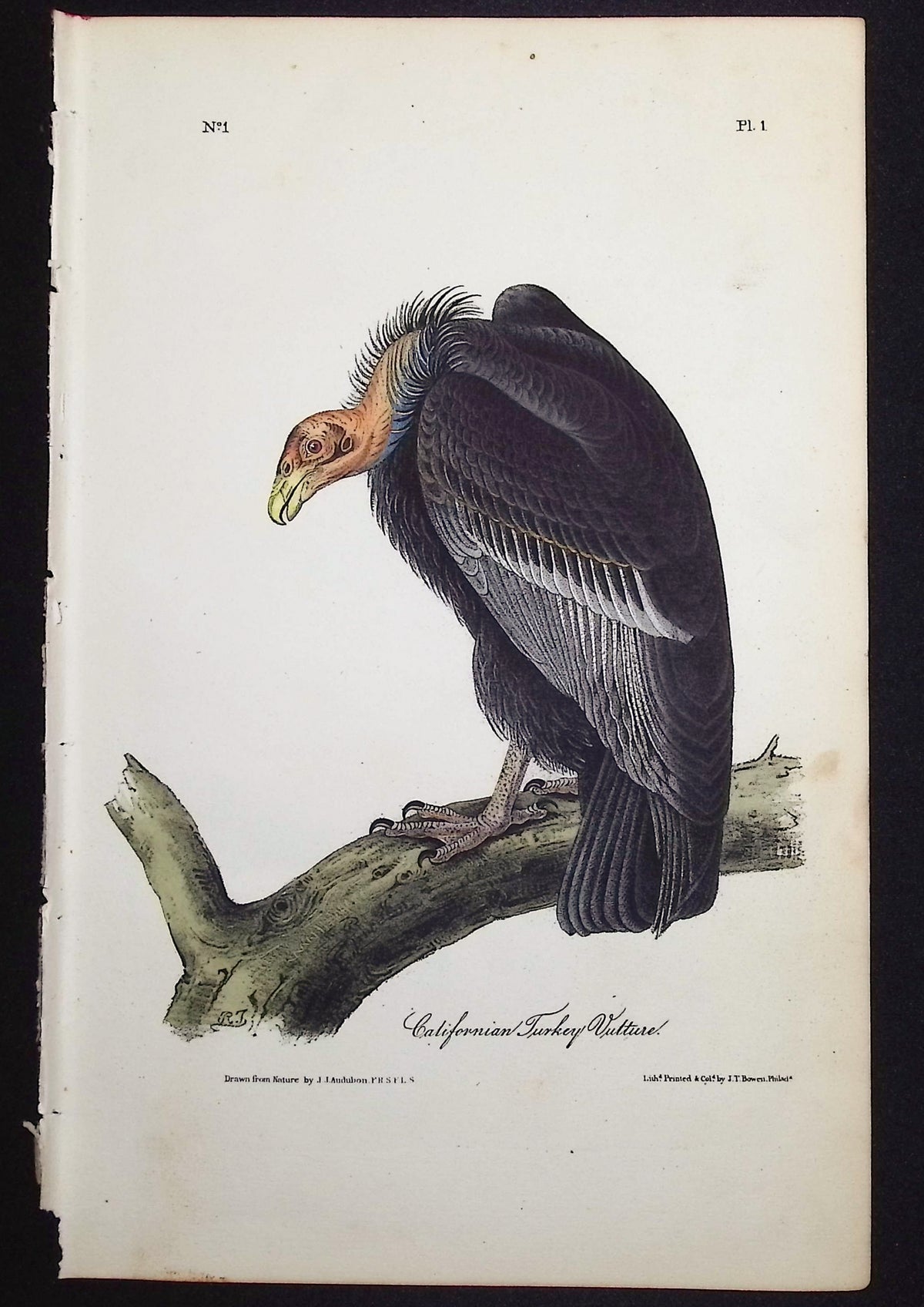 Californian Turkey Vulture (Endangered)