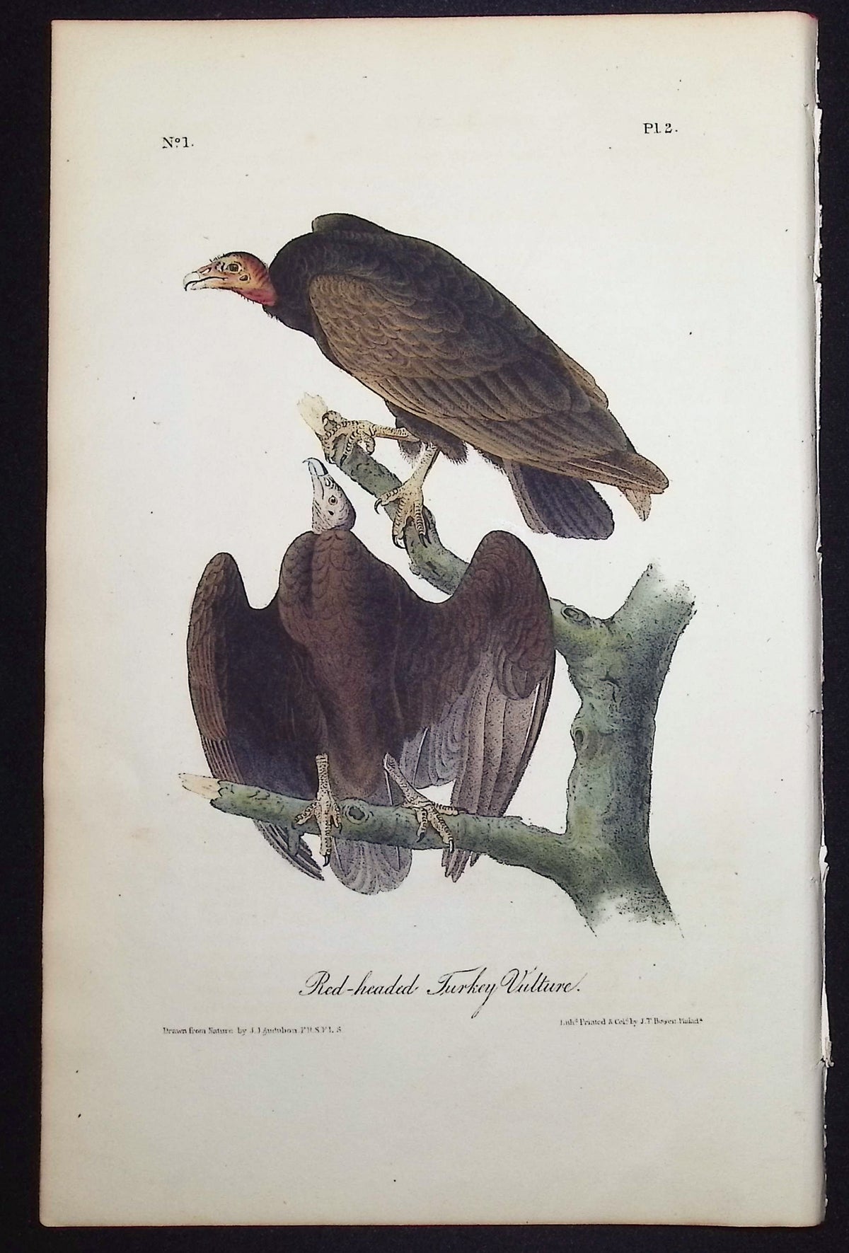 Red-headed Turkey Vulture