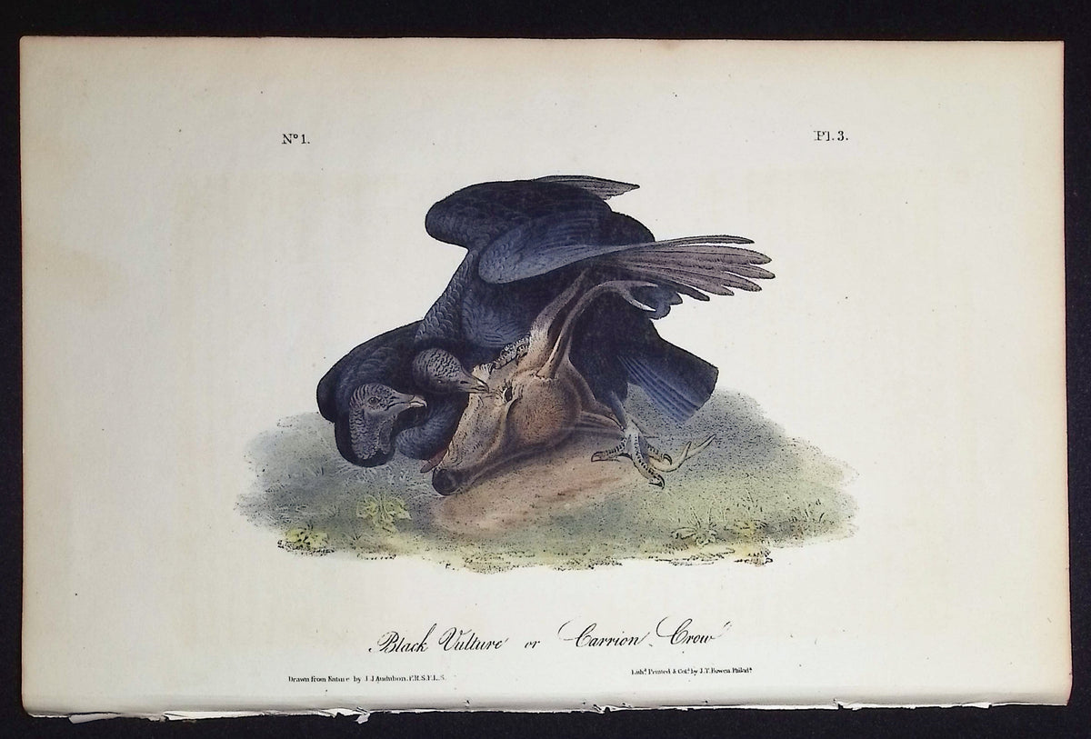 Black Vulture or Carrion Crow