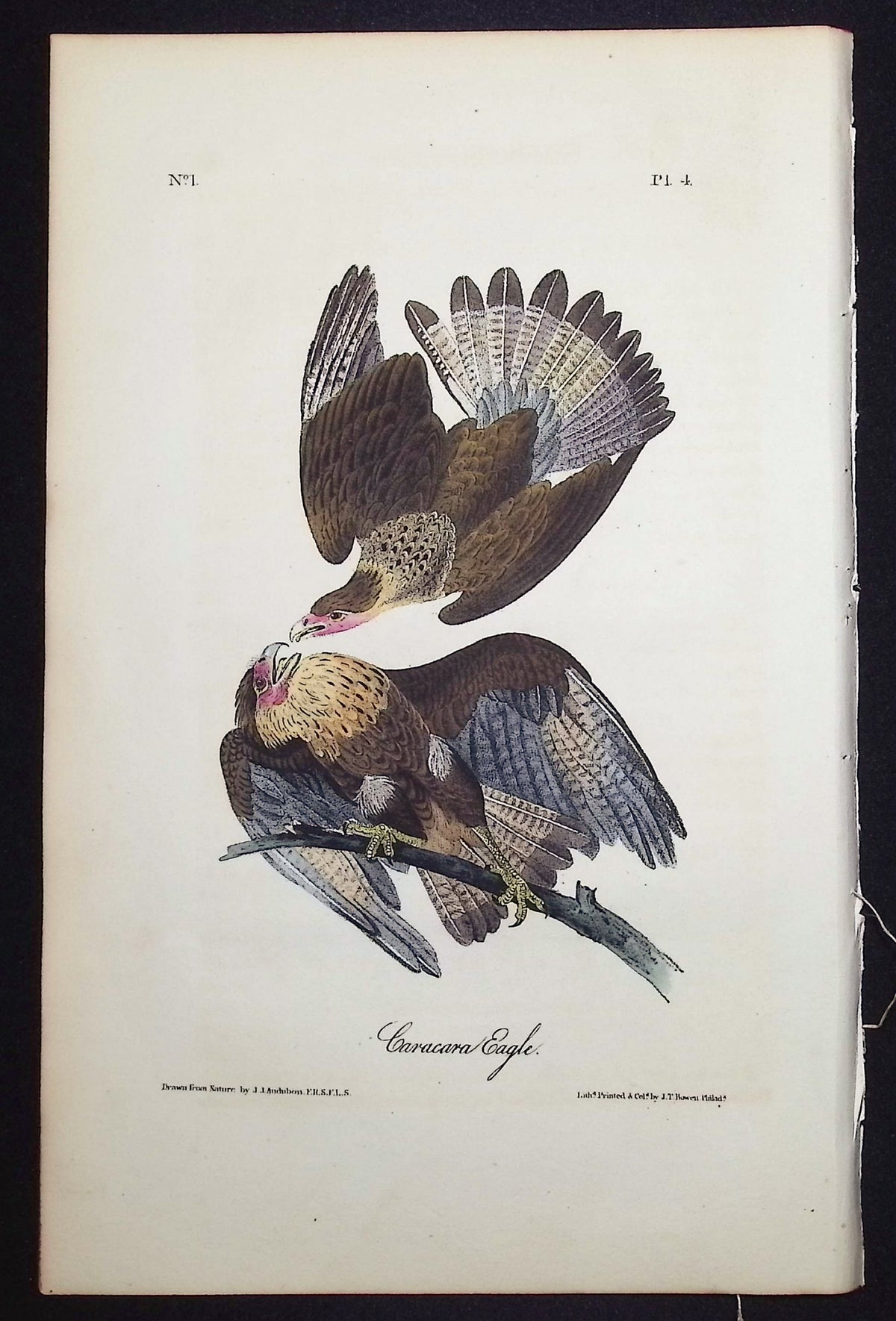 Caracara Eagle