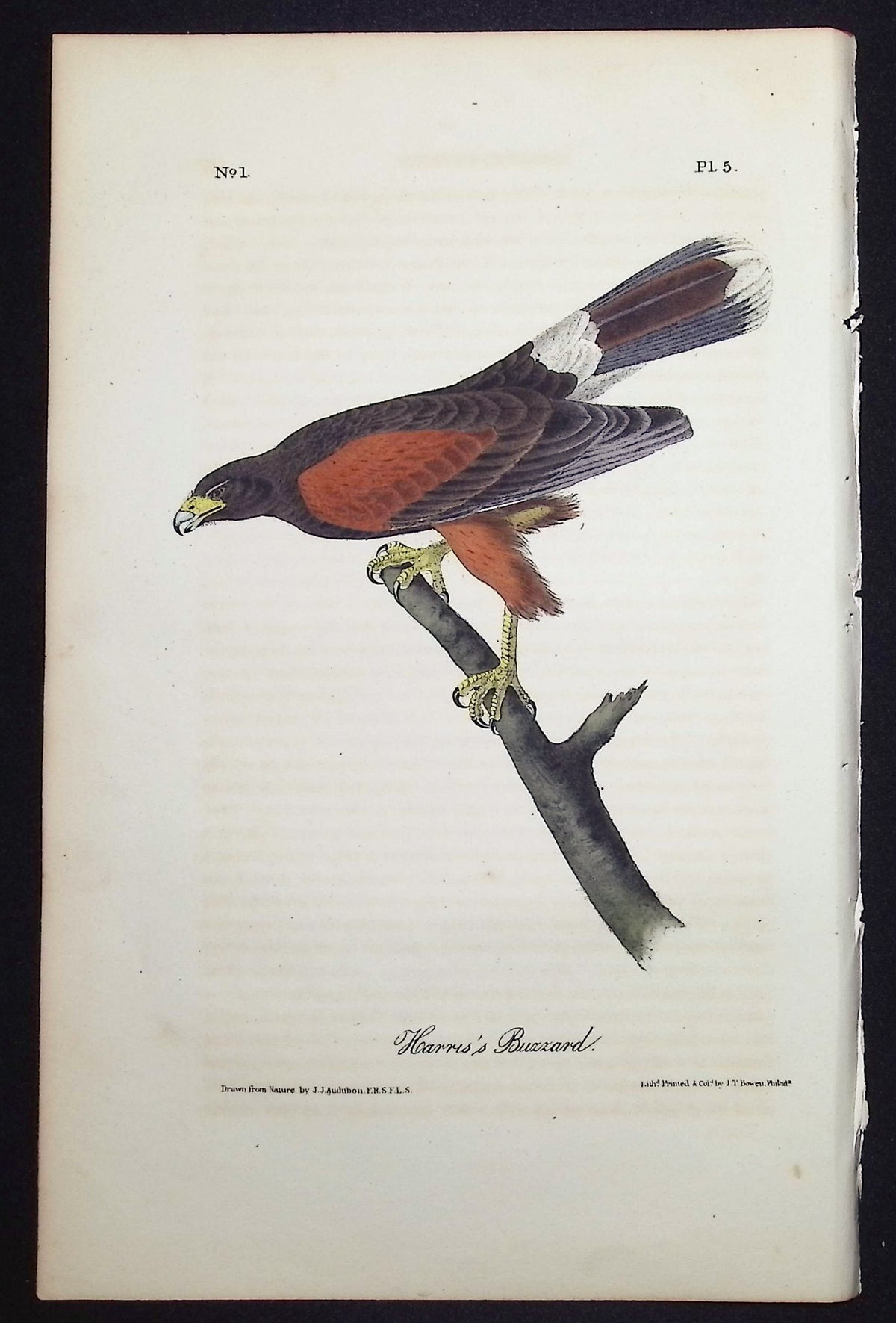 Harris's Buzzard