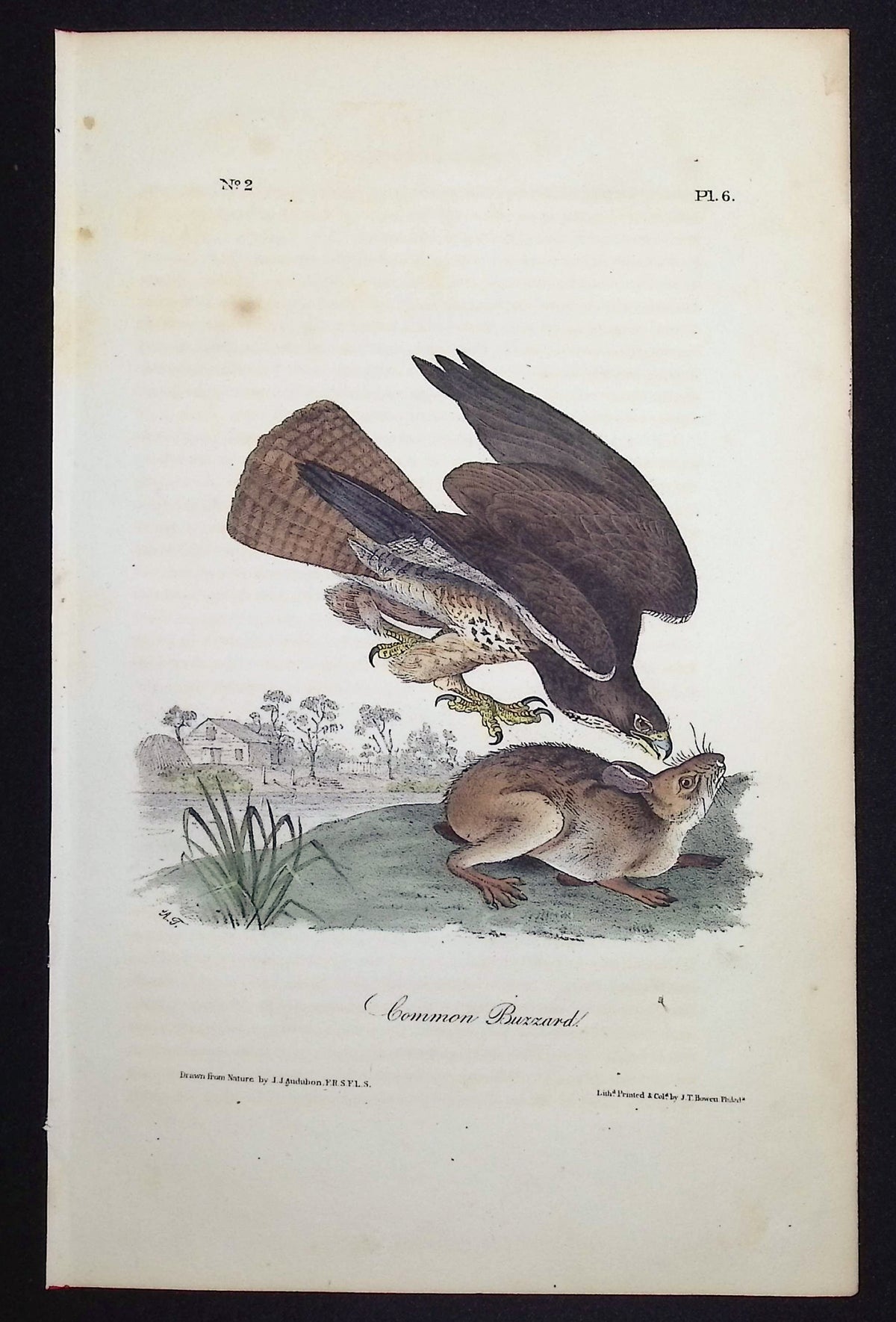 Common Buzzard