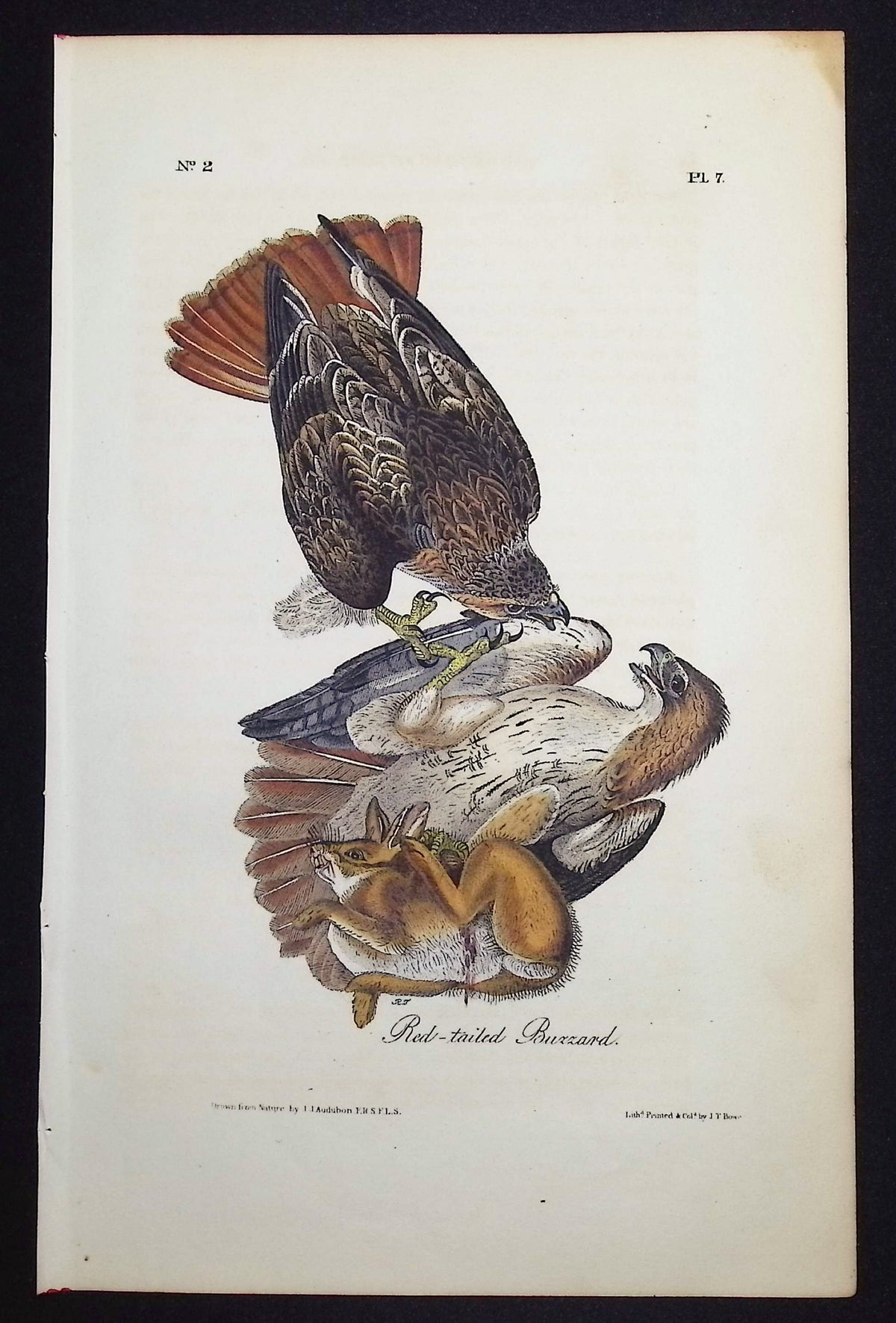 Red-tailed Buzzard