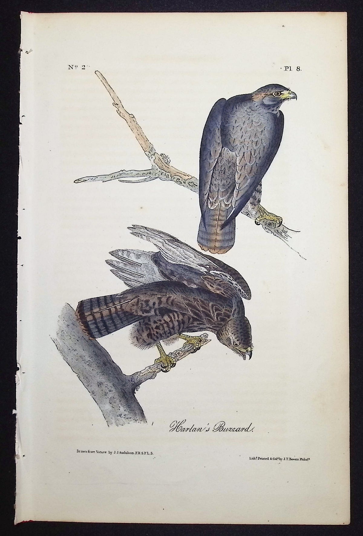 Harlan's Buzzard