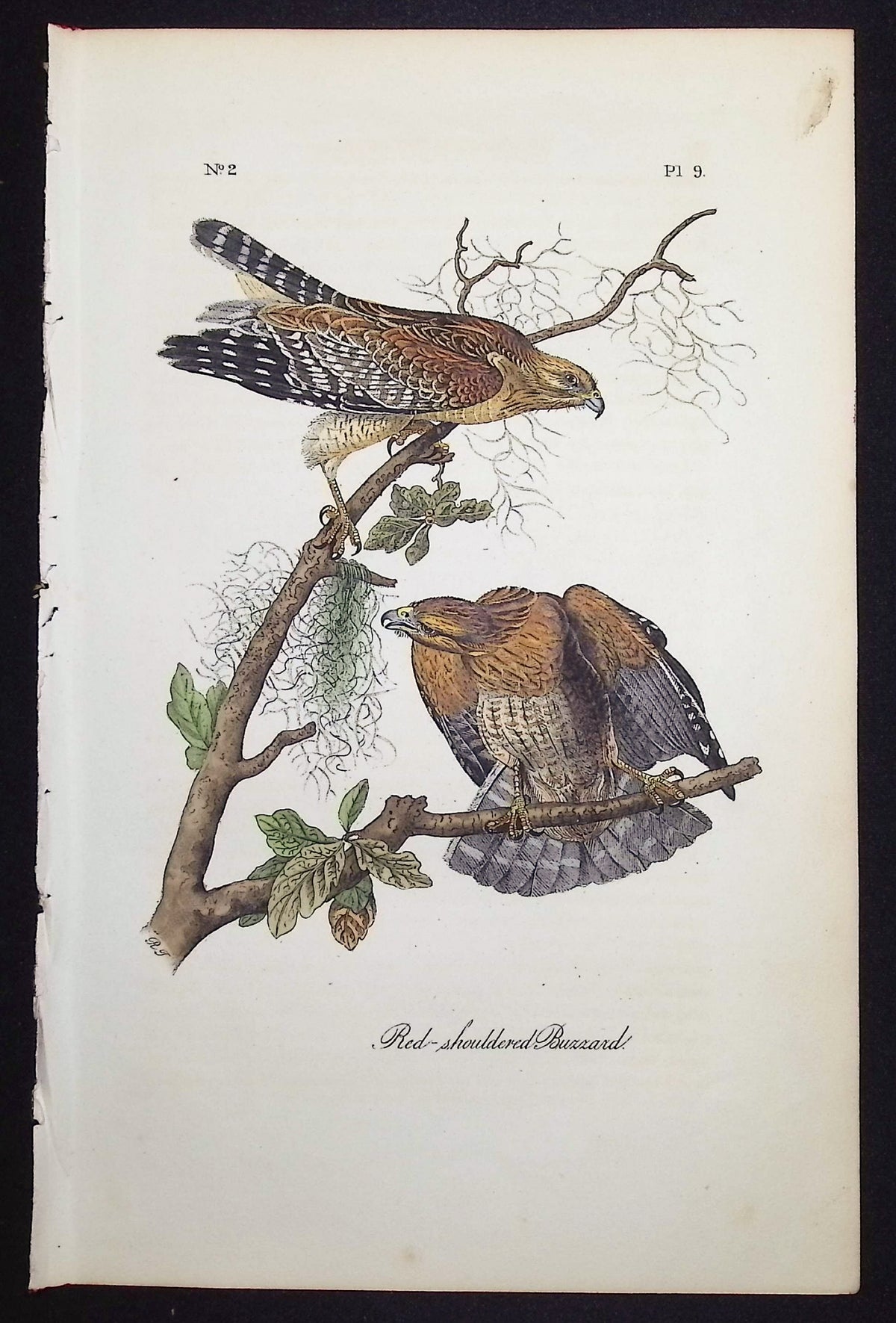 Red-shouldered Buzzard
