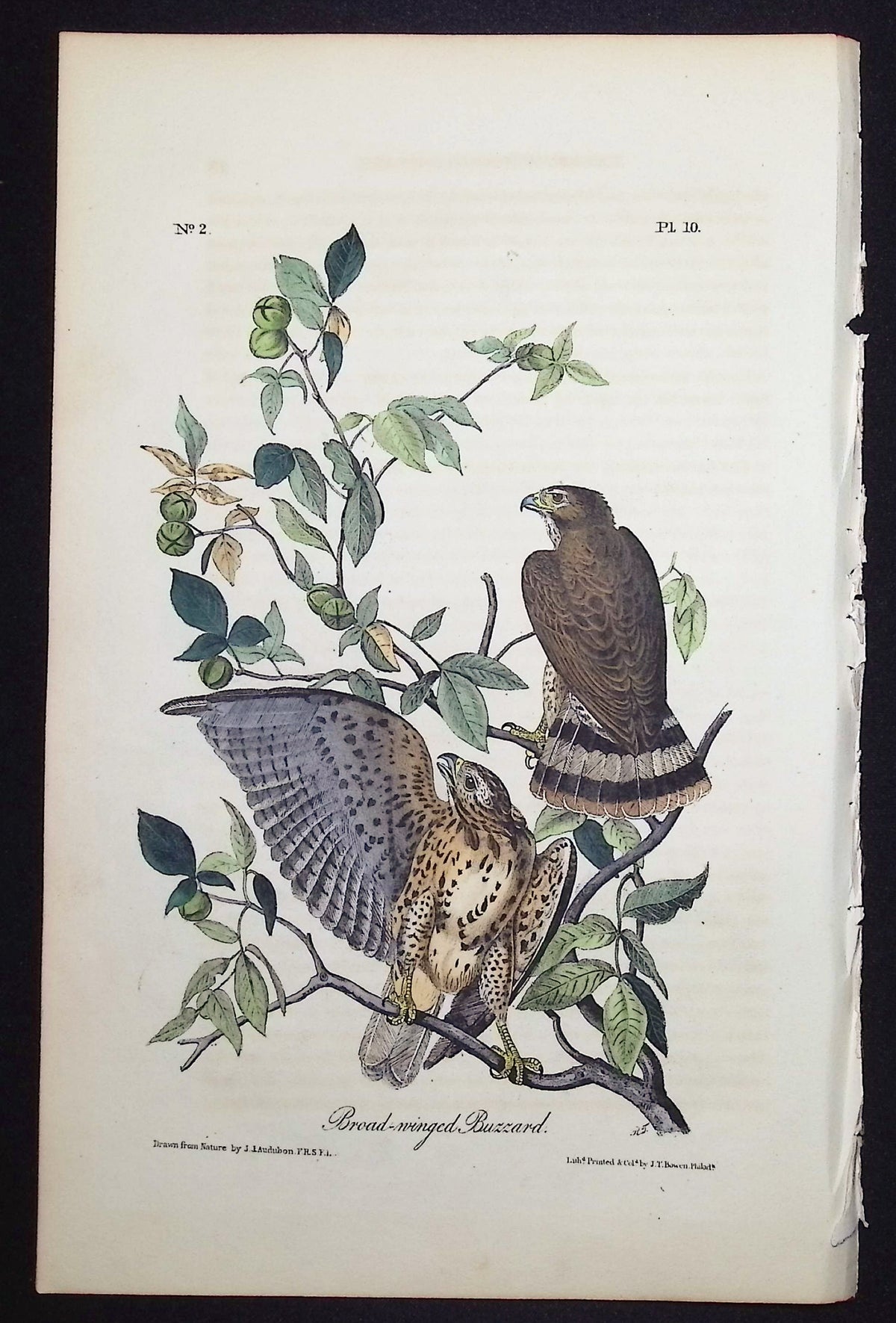 Broad-winged Buzzard