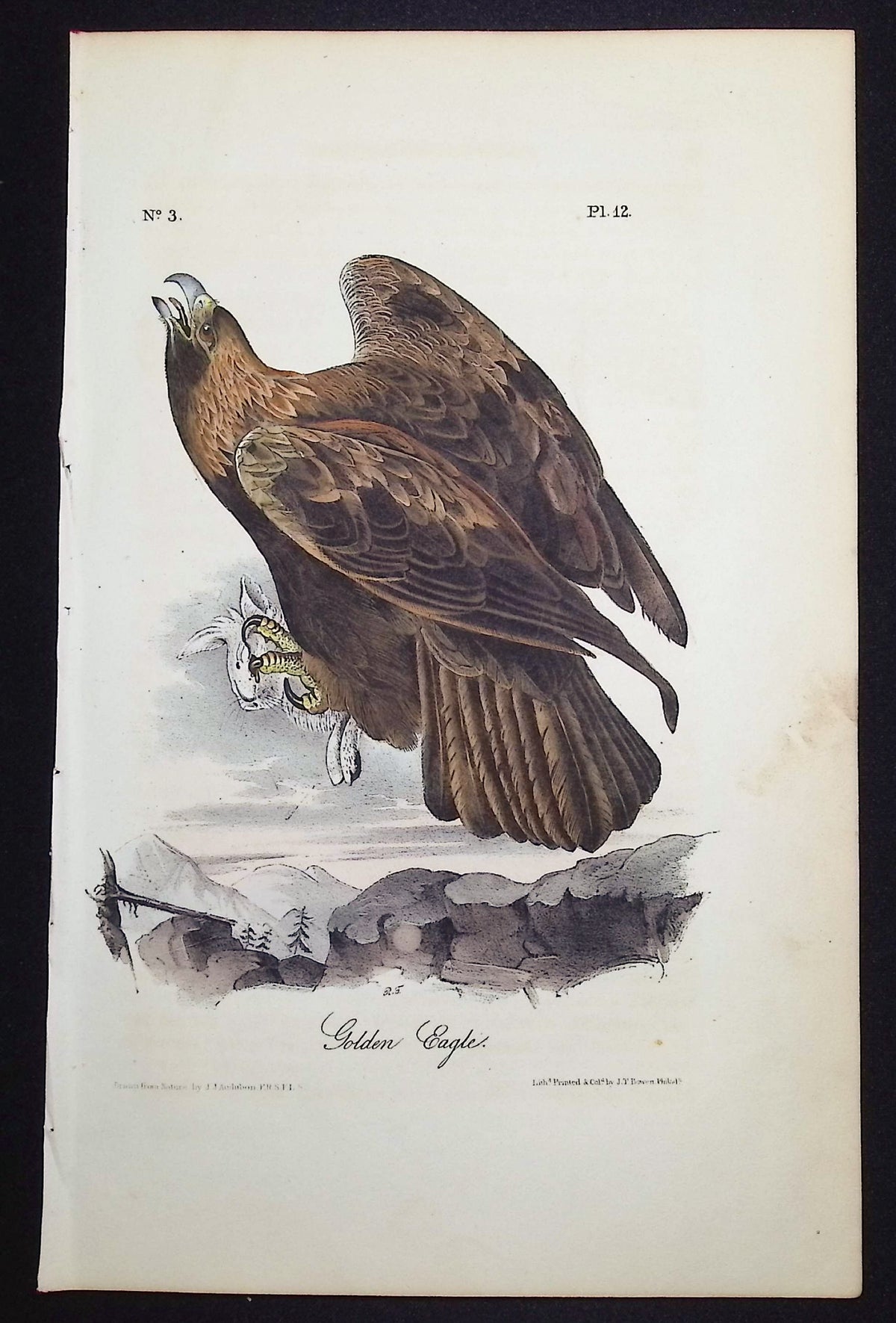 Golden Eagle