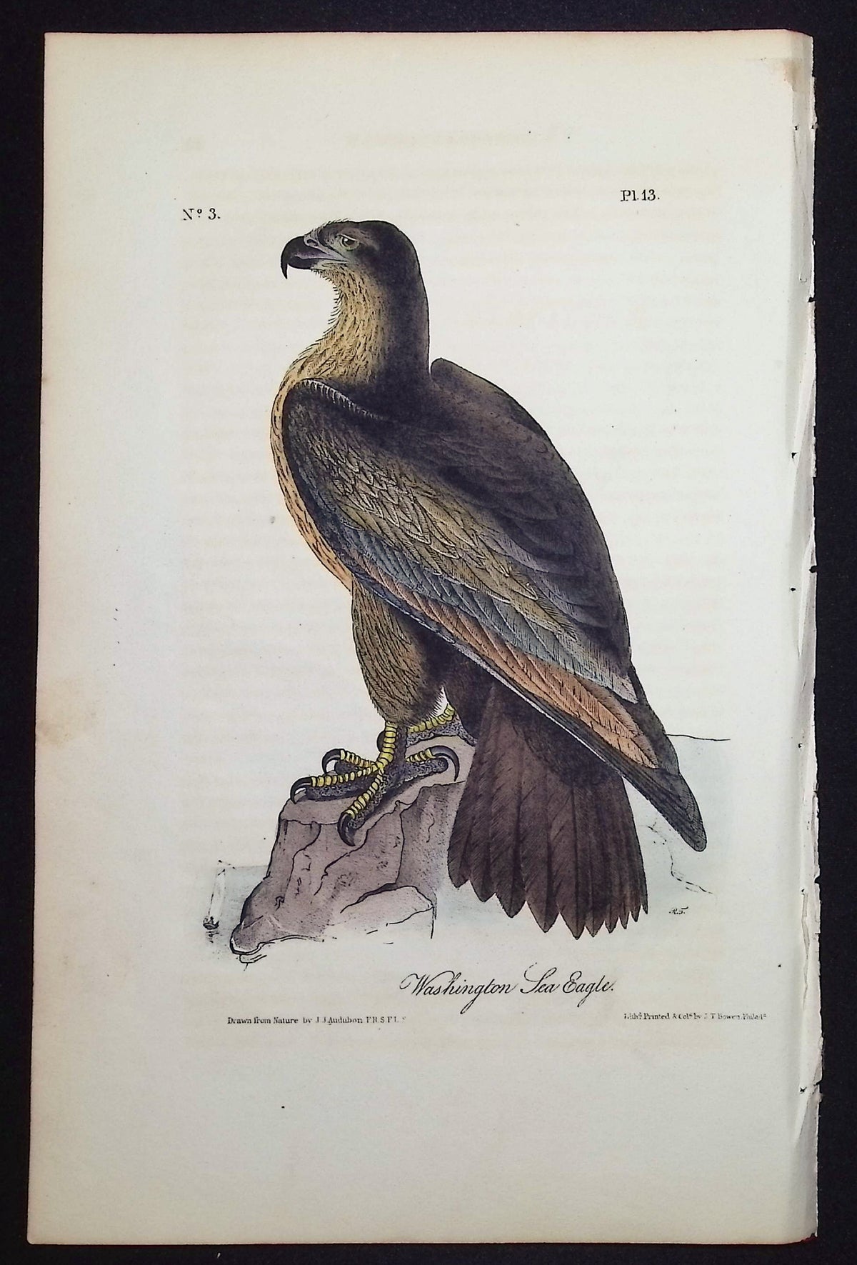 Washington Sea Eagle