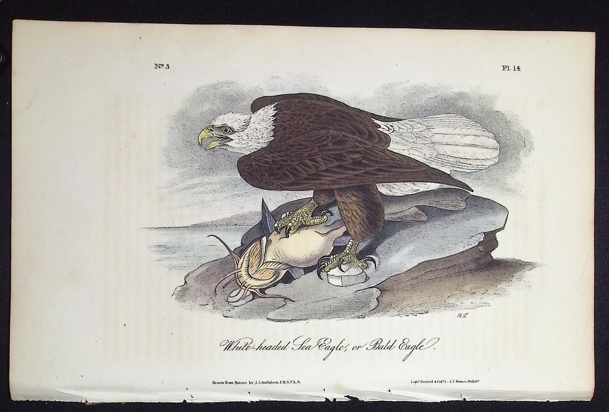 White-headed Sea Eagle or Bald Eagle