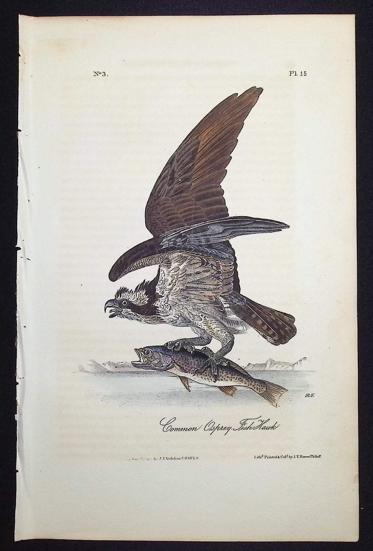 Common Osprey Fish Hawk