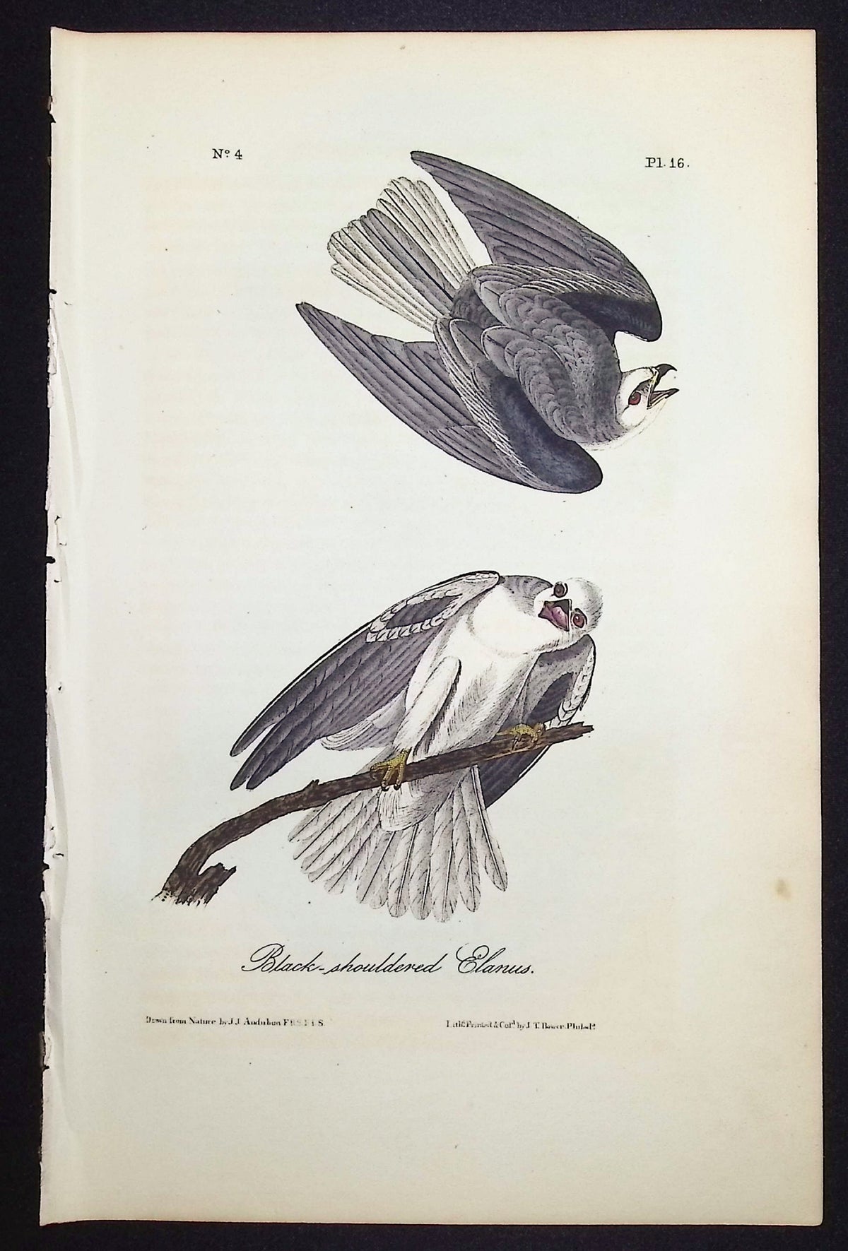 Black-shouldered Elanus