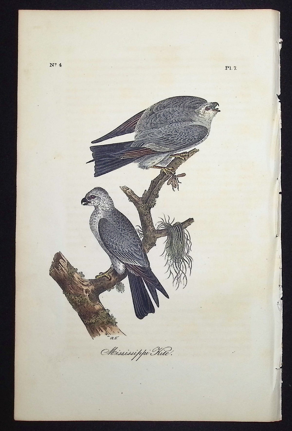 Mississippi Kite
