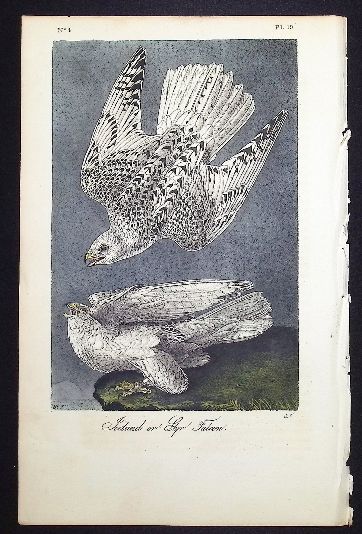 Iceland or Gyr Falcon