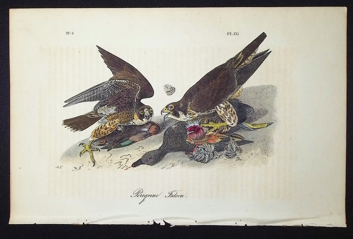 Peregrine Falcon