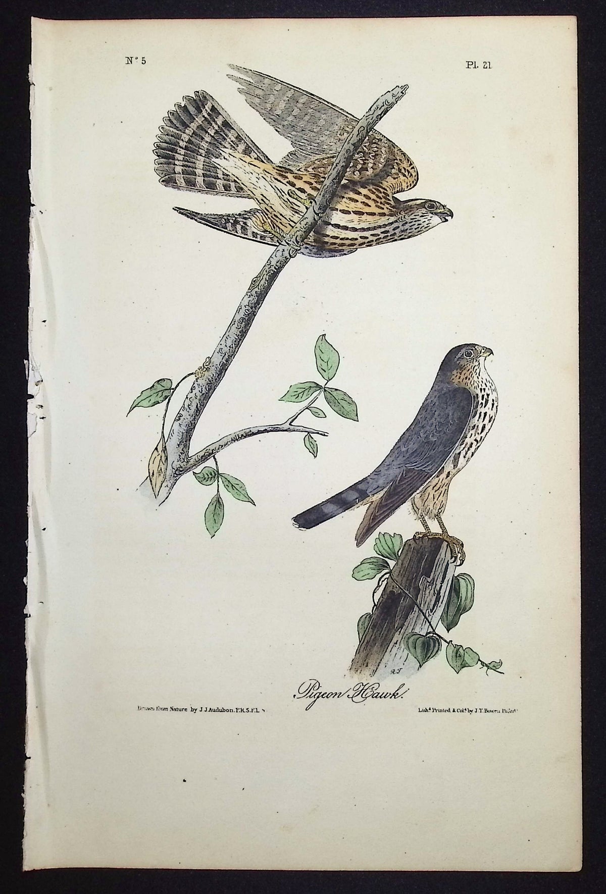 Pigeon Hawk