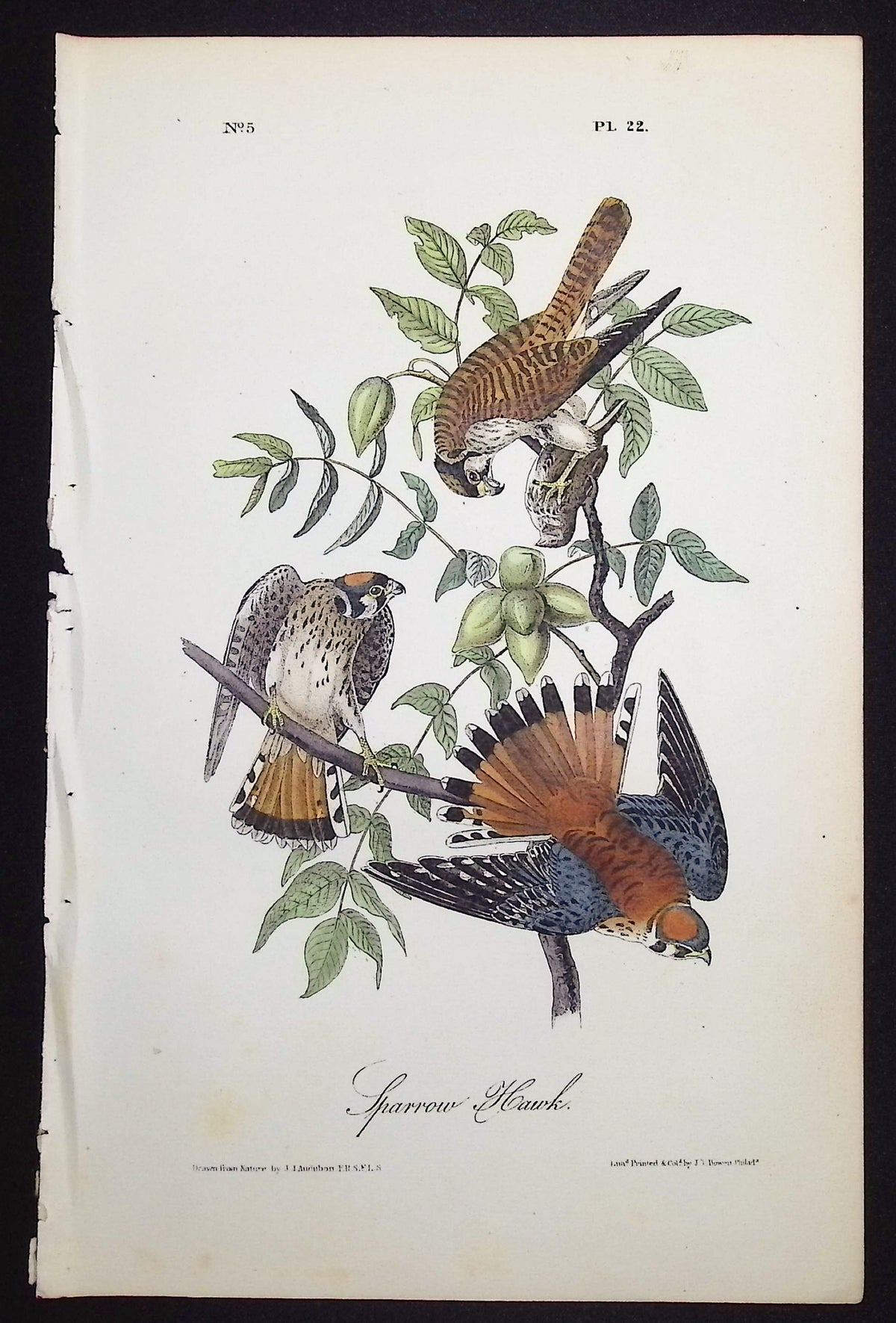 Sparrow Hawk